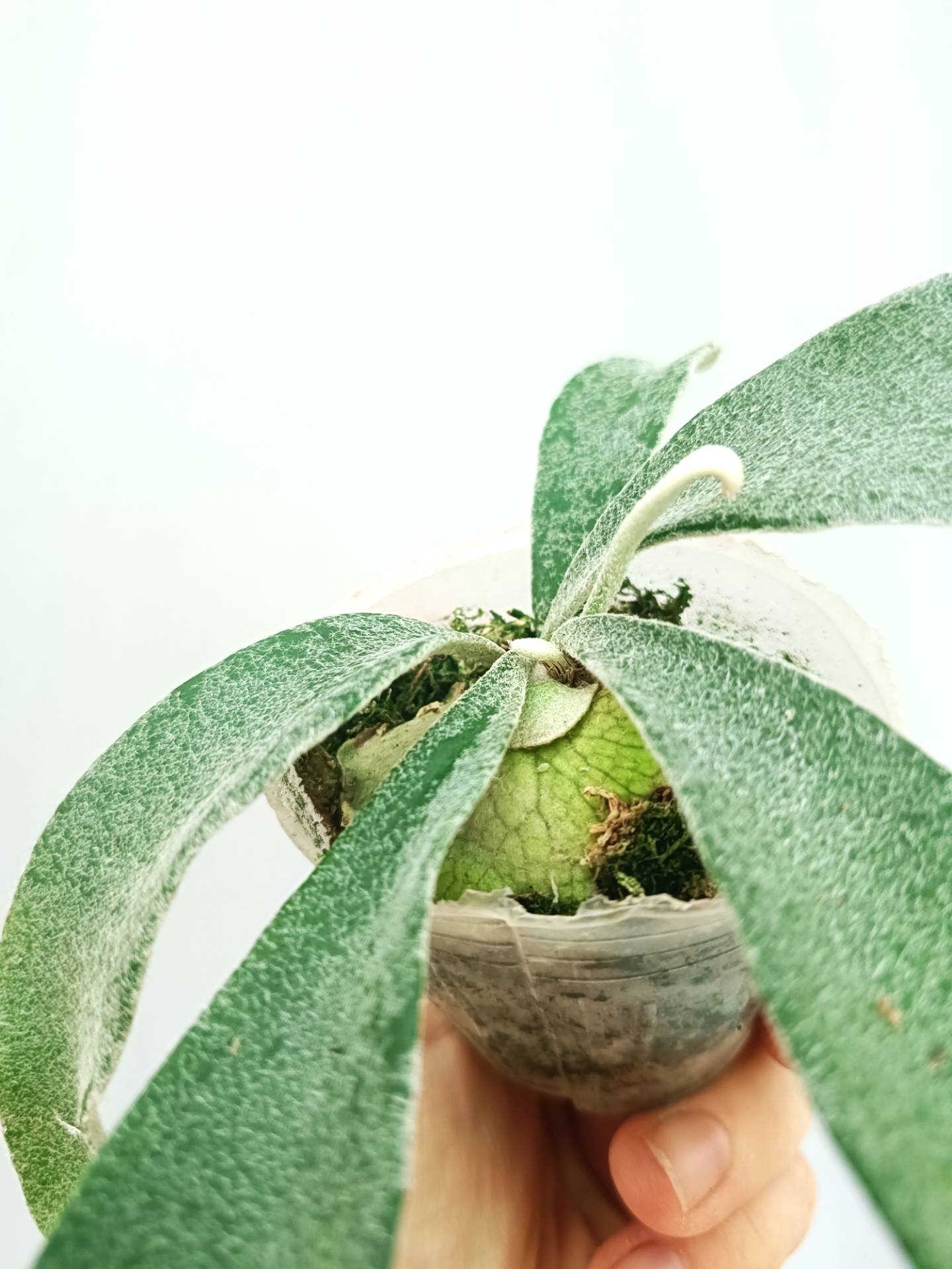 P. Veitchii Aurburn  pup　板付け P. Veitchii Aurburn river pup 板付け