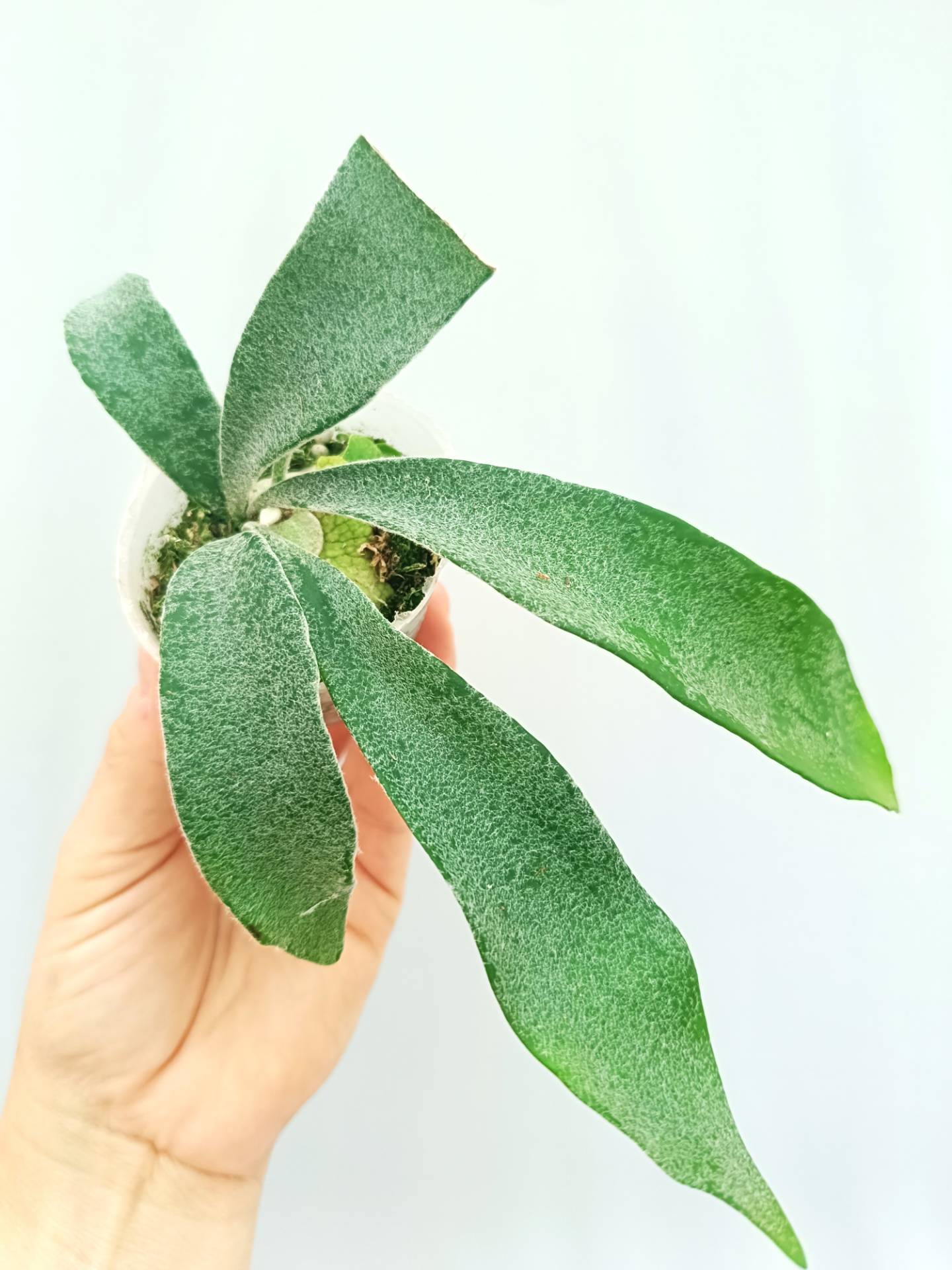 Platycerium Veitchii Auburn River | Welovetropicalplants