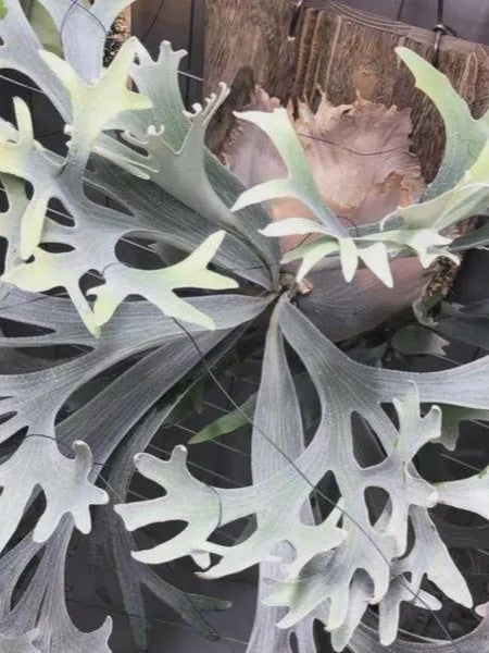 Platycerium Veitchii x Bifurcatum 'White & Shine' mature plant