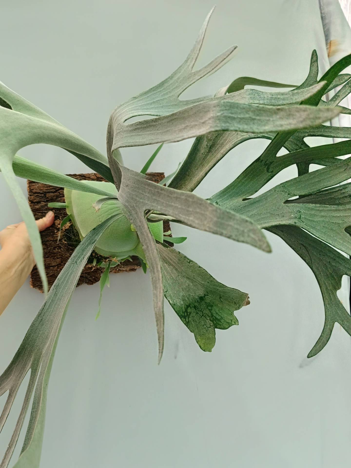 Platycerium Veitchii x Bifurcatum 'White & Shine'