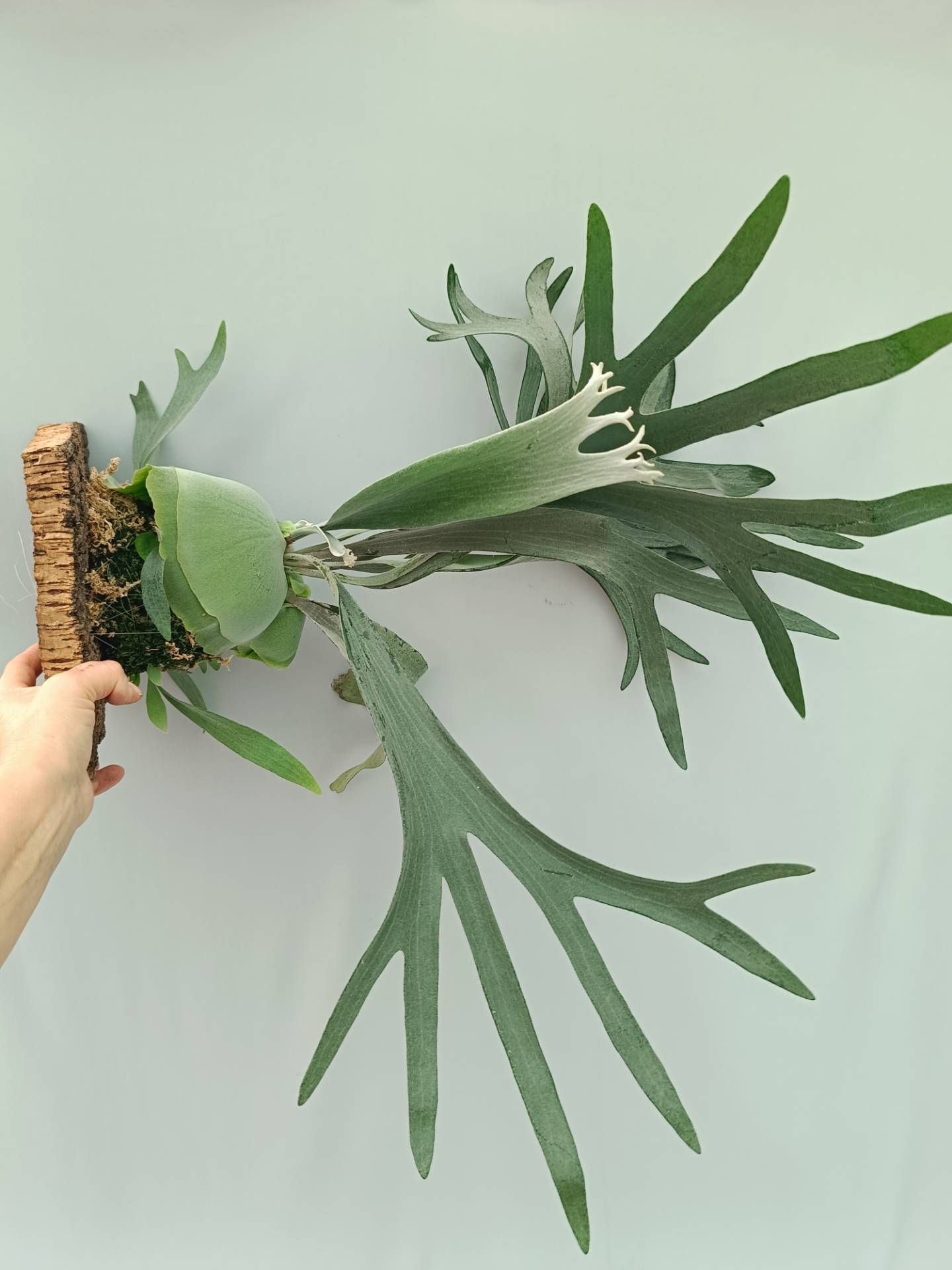 Platycerium Veitchii x Bifurcatum &#39;White &amp; Shine&#39;