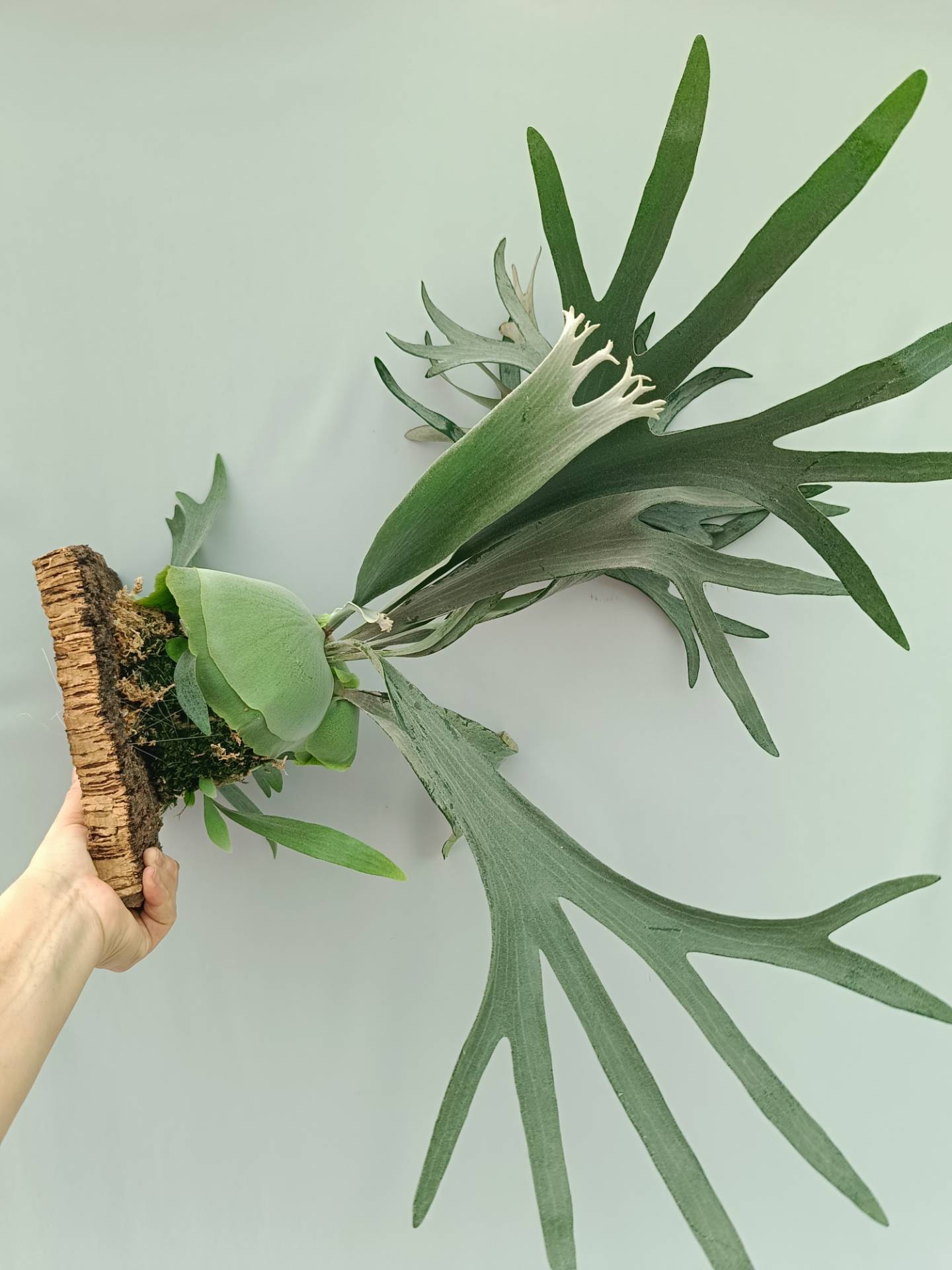 Platycerium Veitchii x Bifurcatum 'White & Shine' + mounted on the