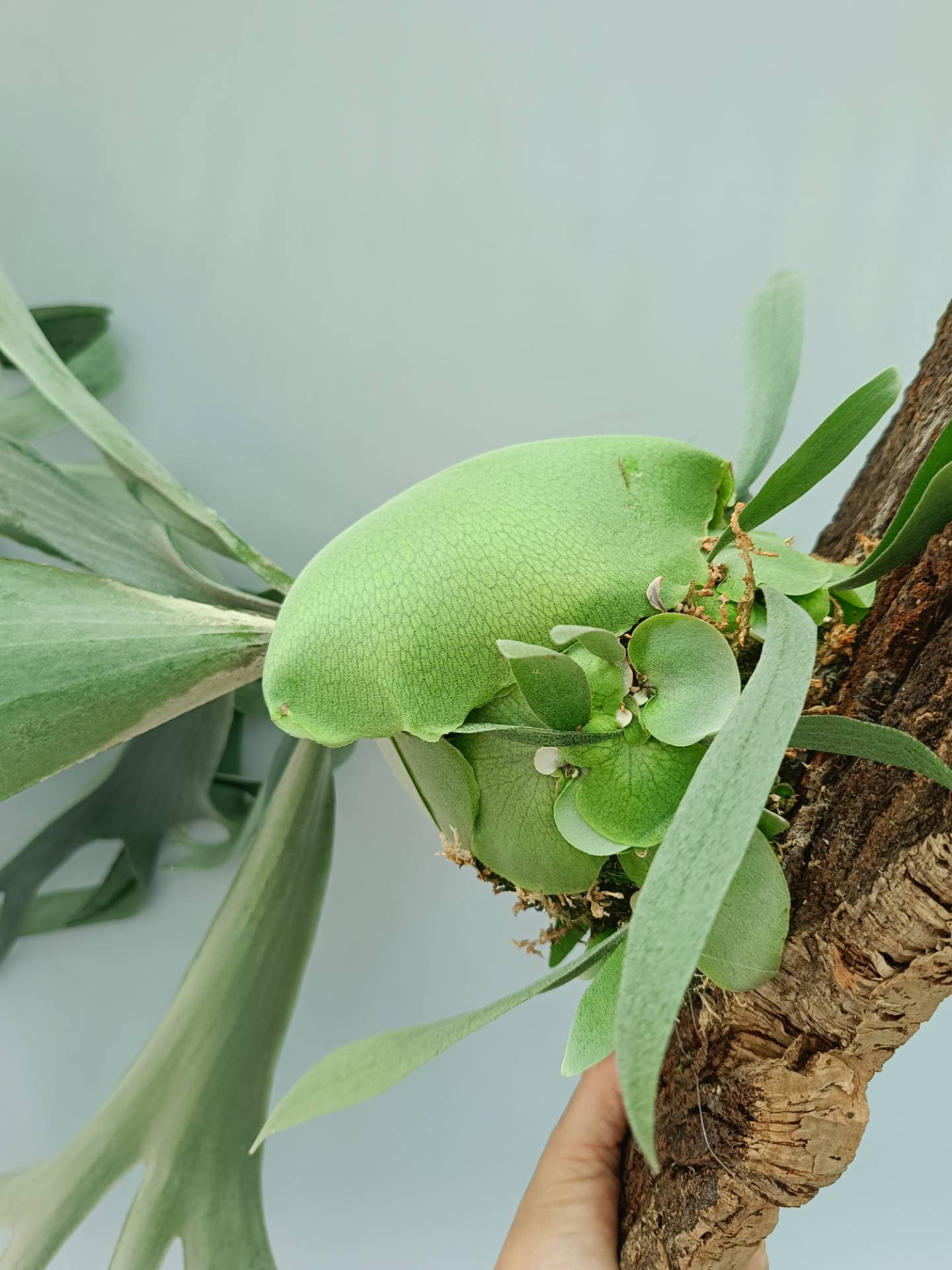 Platycerium Veitchii x Bifurcatum &#39;White &amp; Shine&#39;