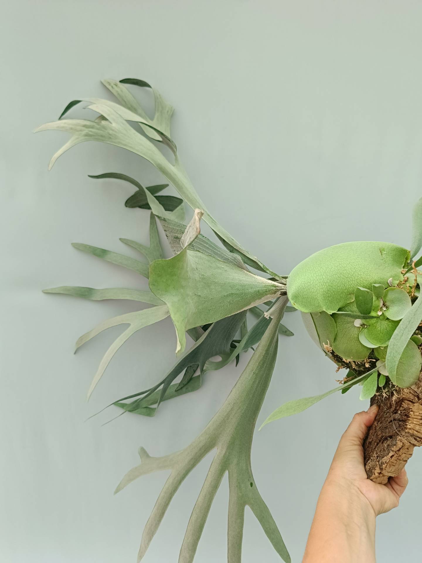 Platycerium Veitchii x Bifurcatum 'White & Shine'