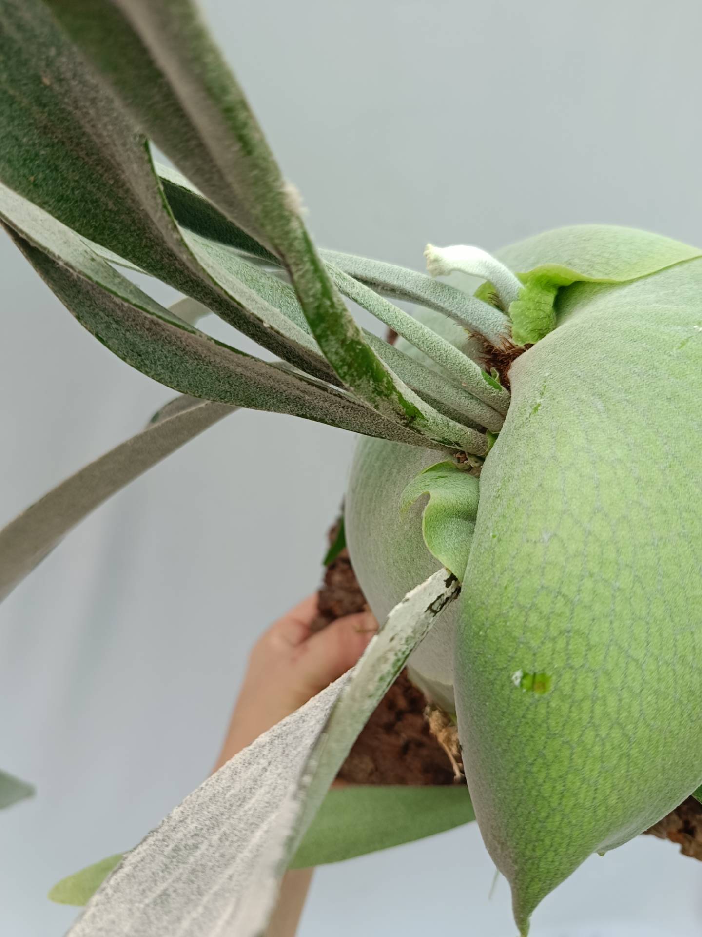 Platycerium Veitchii x Bifurcatum 'White & Shine'