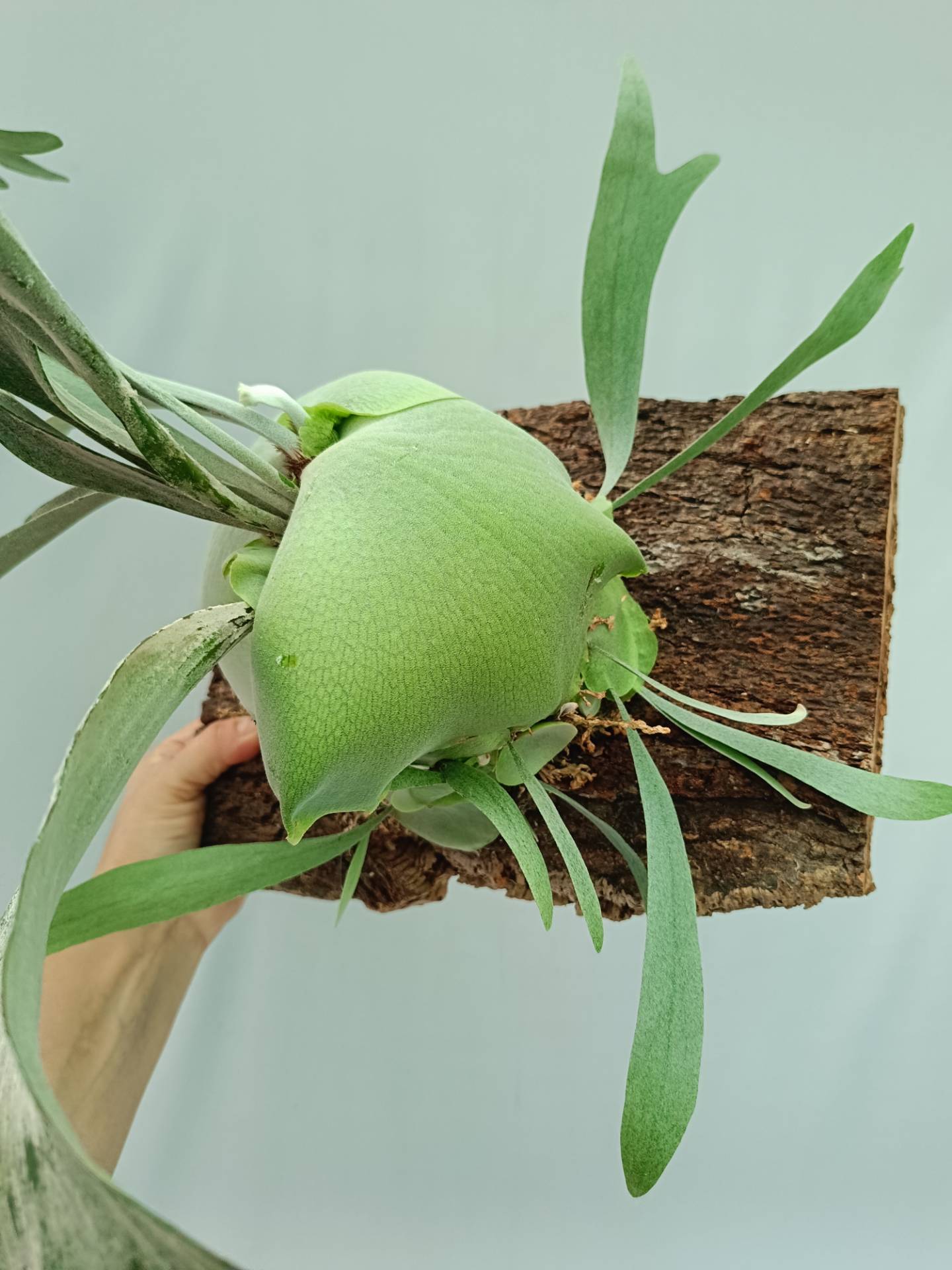 Platycerium Veitchii x Bifurcatum 'White & Shine'