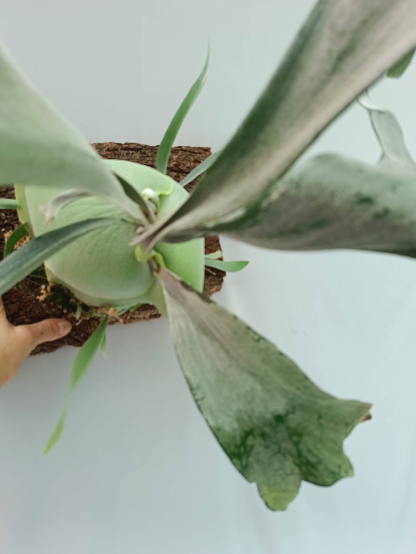 Platycerium Veitchii x Bifurcatum 'White & Shine'