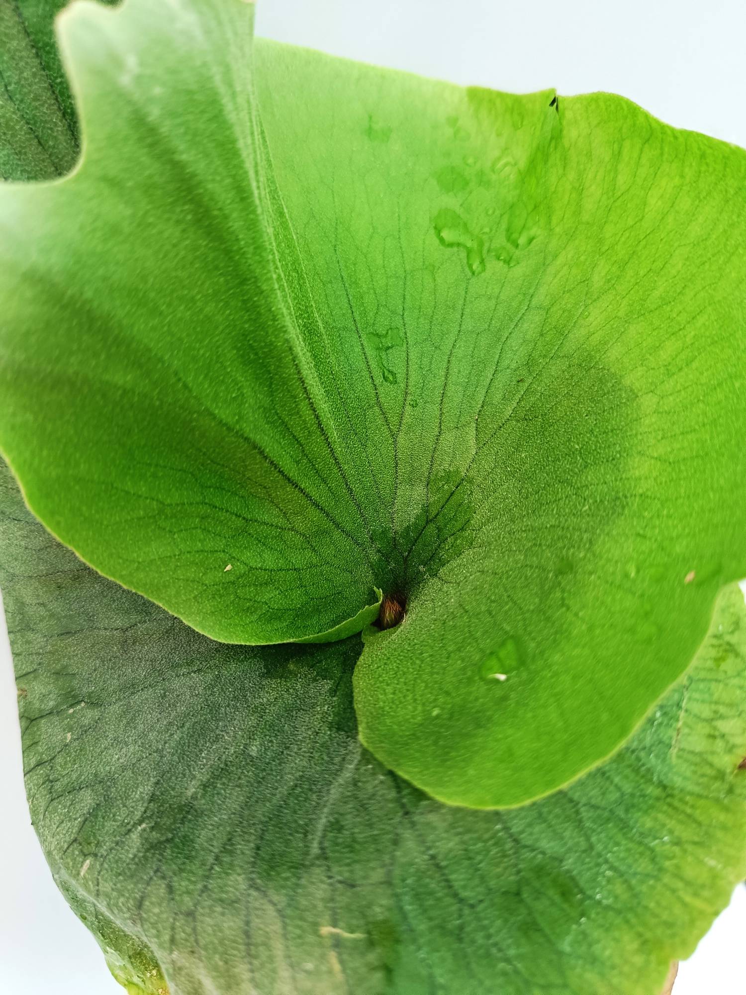 Platycerium Wandae | Welovetropicalplants