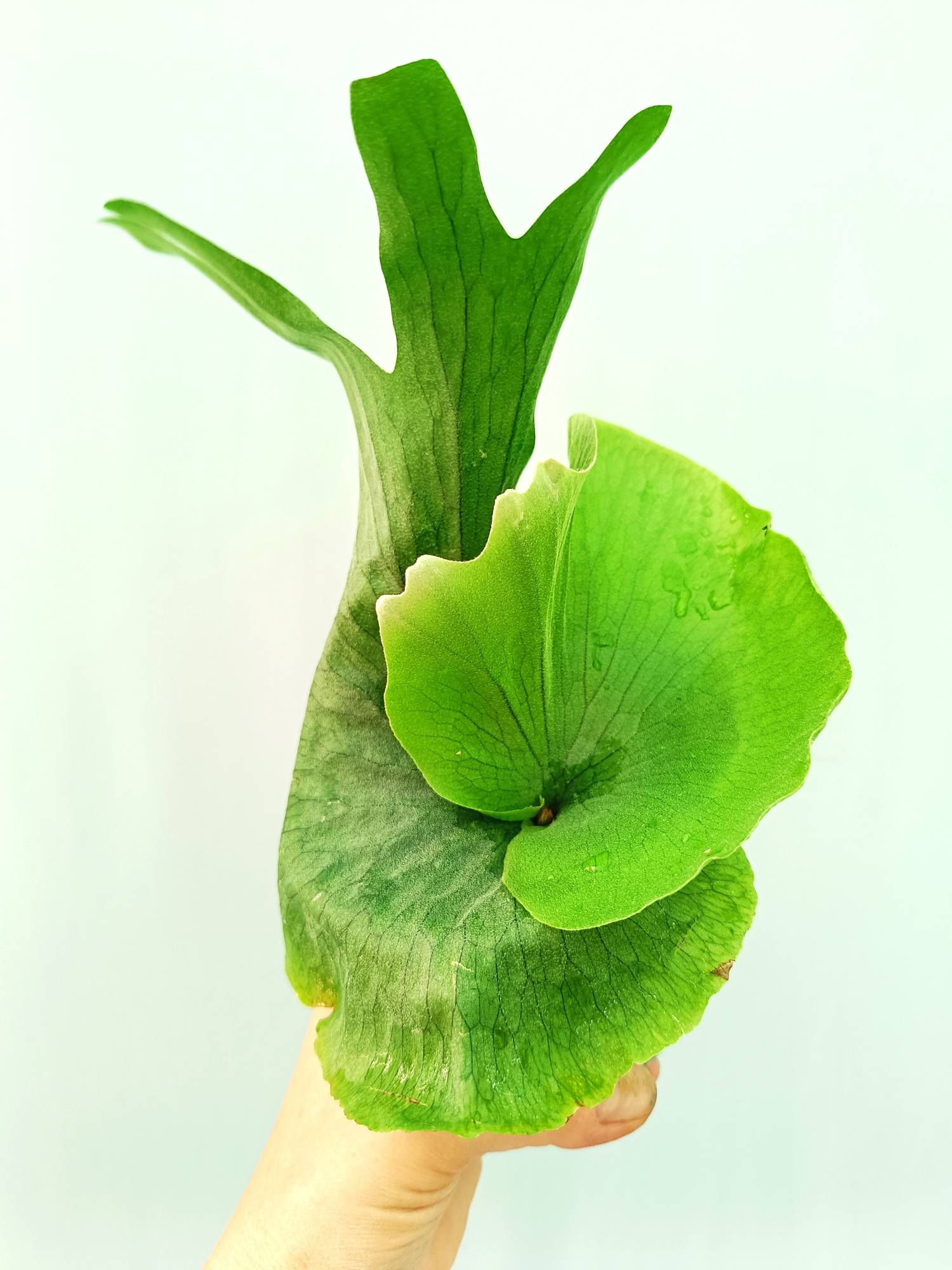 Platycerium Wandae | Welovetropicalplants