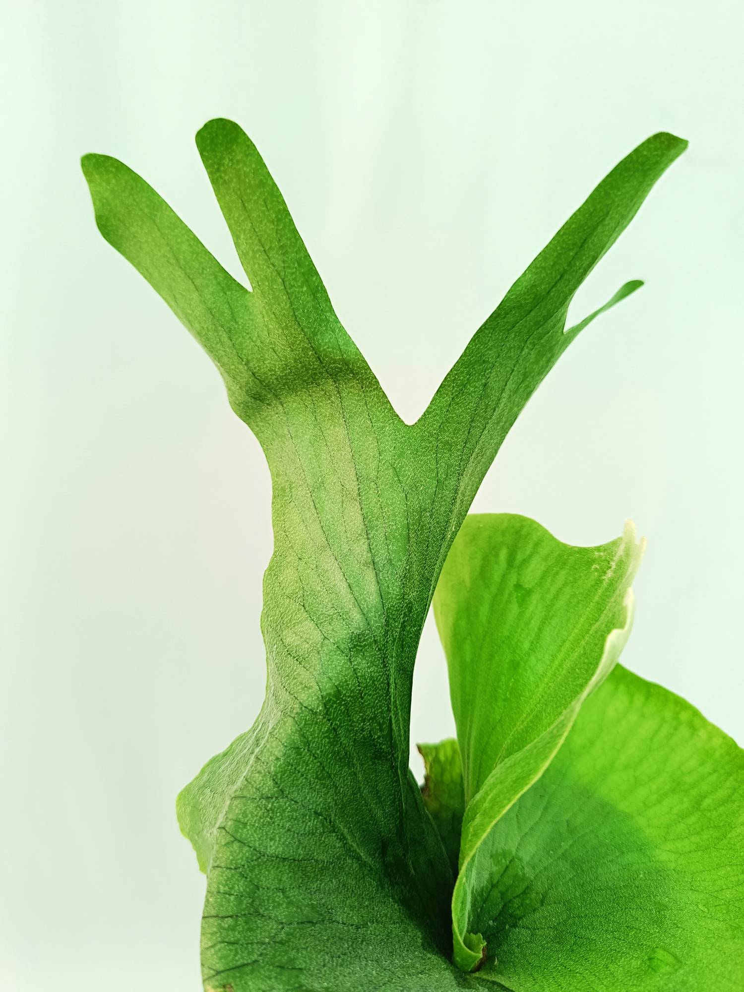 Platycerium Wandae | Welovetropicalplants