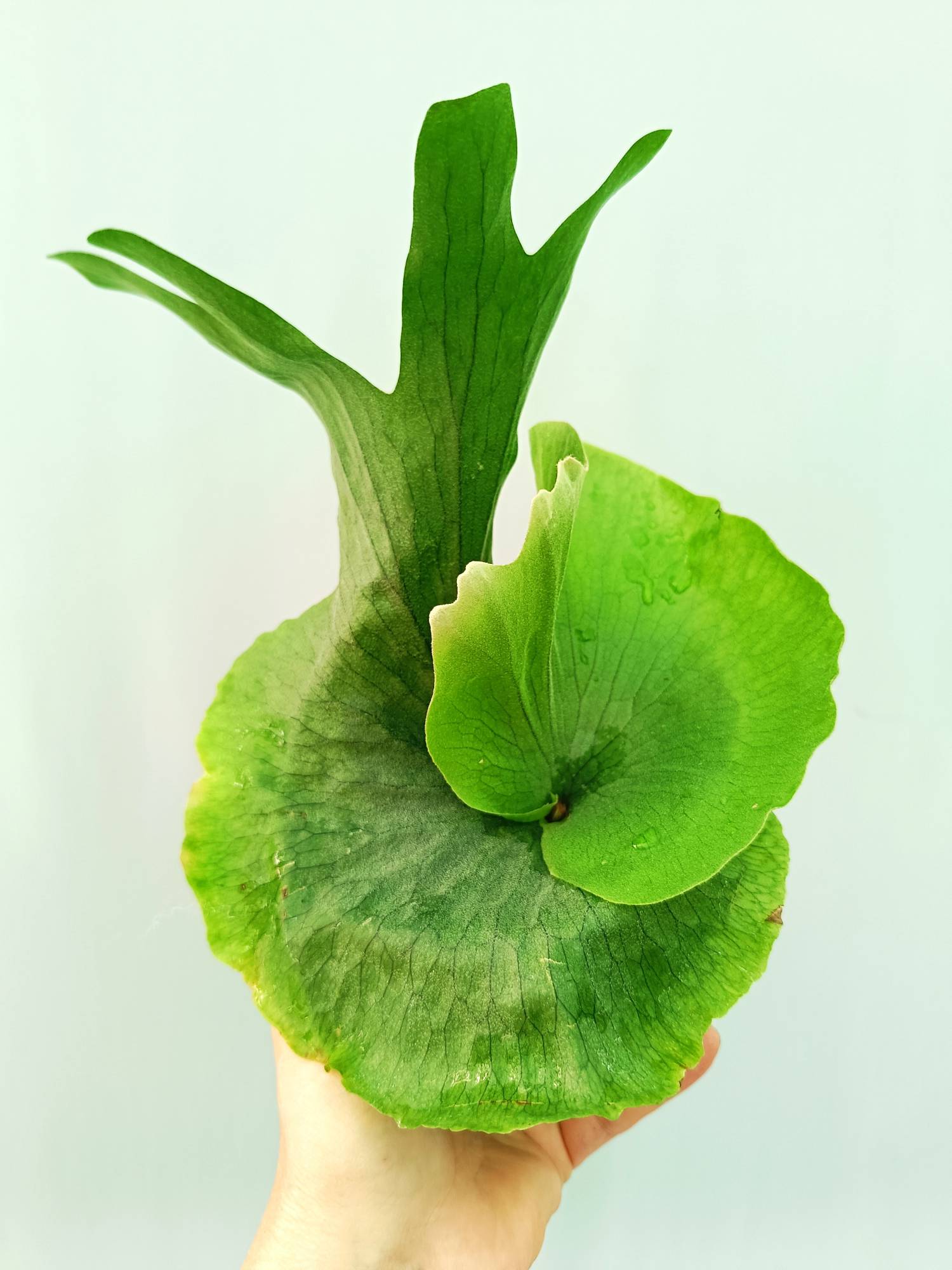 Platycerium Wandae | Welovetropicalplants