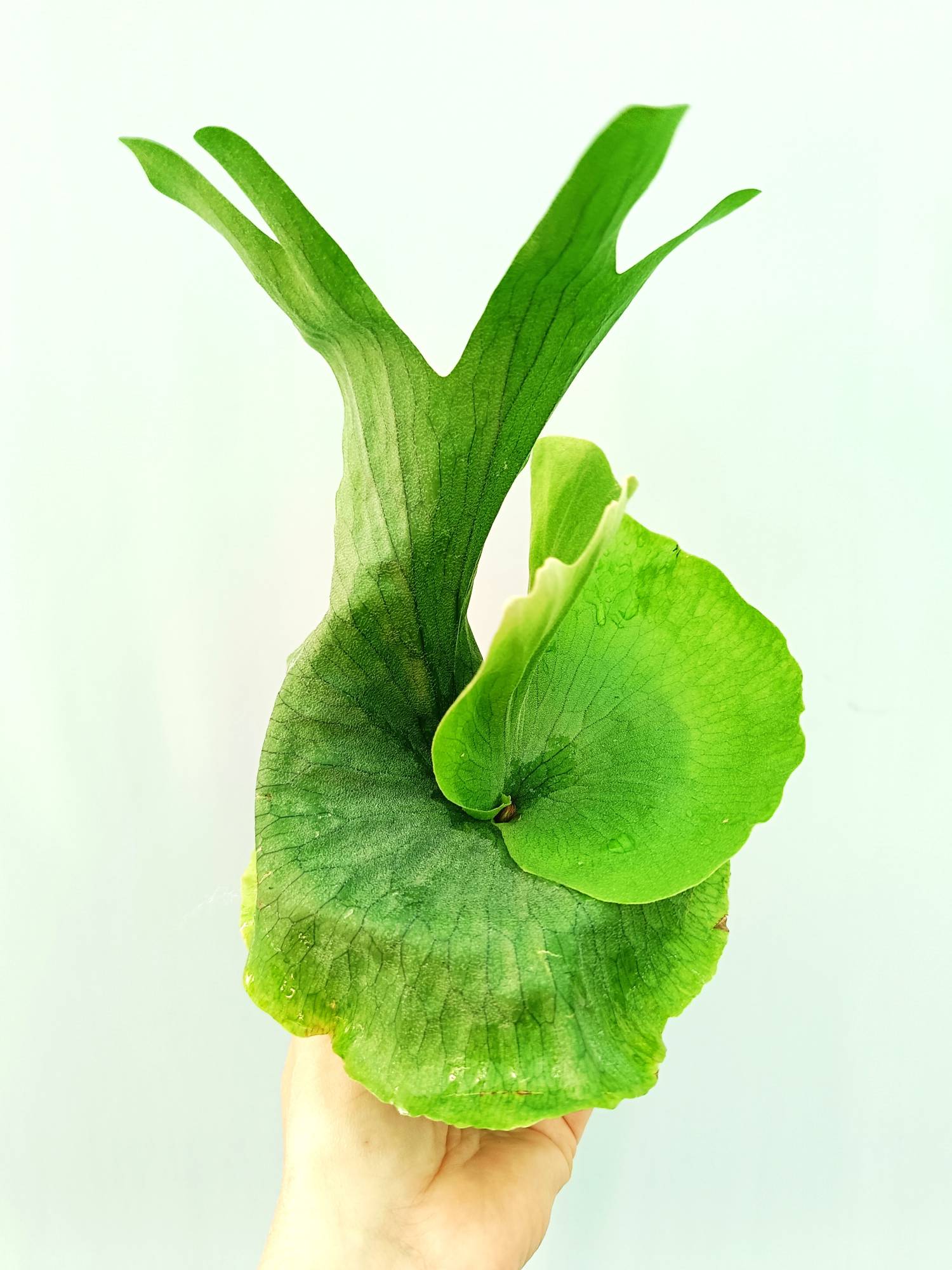 Platycerium Wandae | Welovetropicalplants