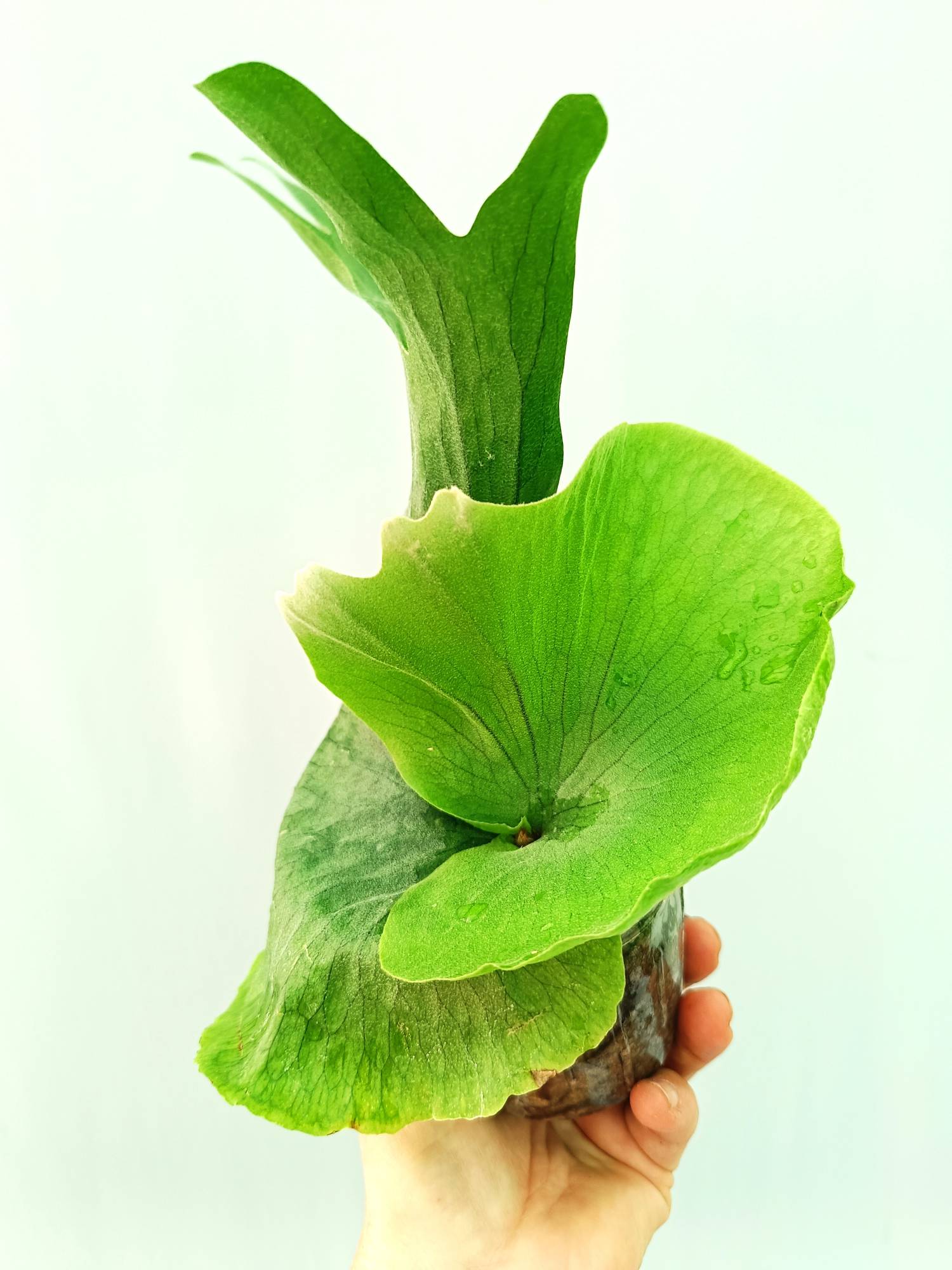 Wandae ‘High Finger’【35】Ridleyi dwar【09】 Platycerium Wandae | Welovetropicalplants