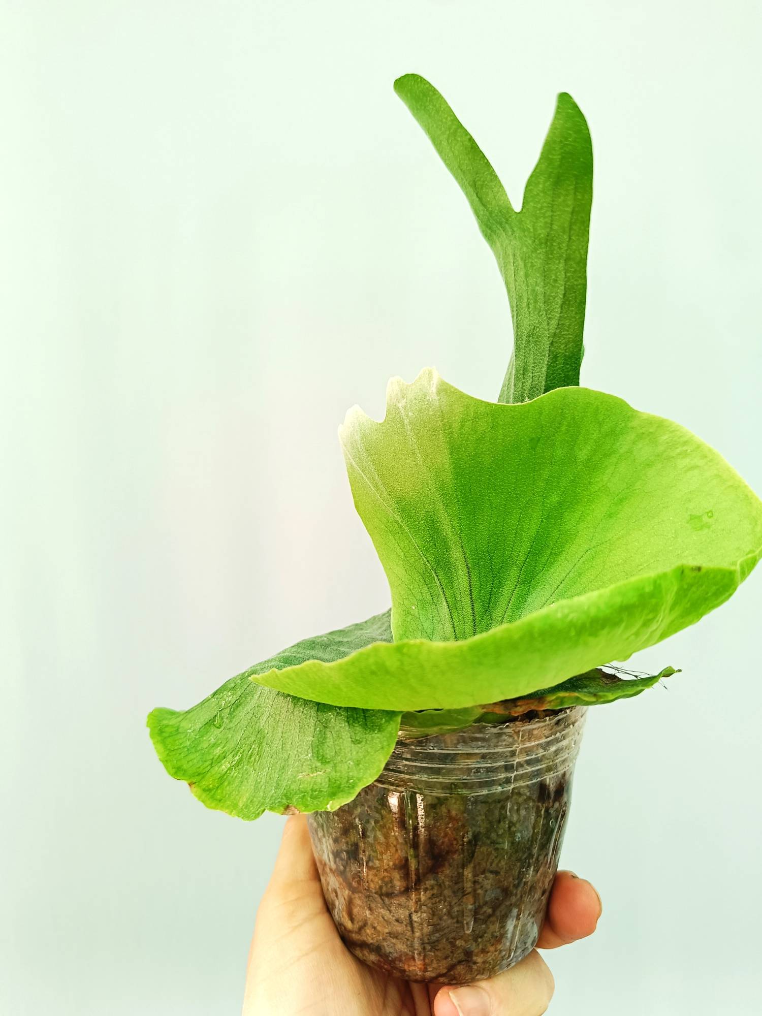 Platycerium Wandae | Welovetropicalplants