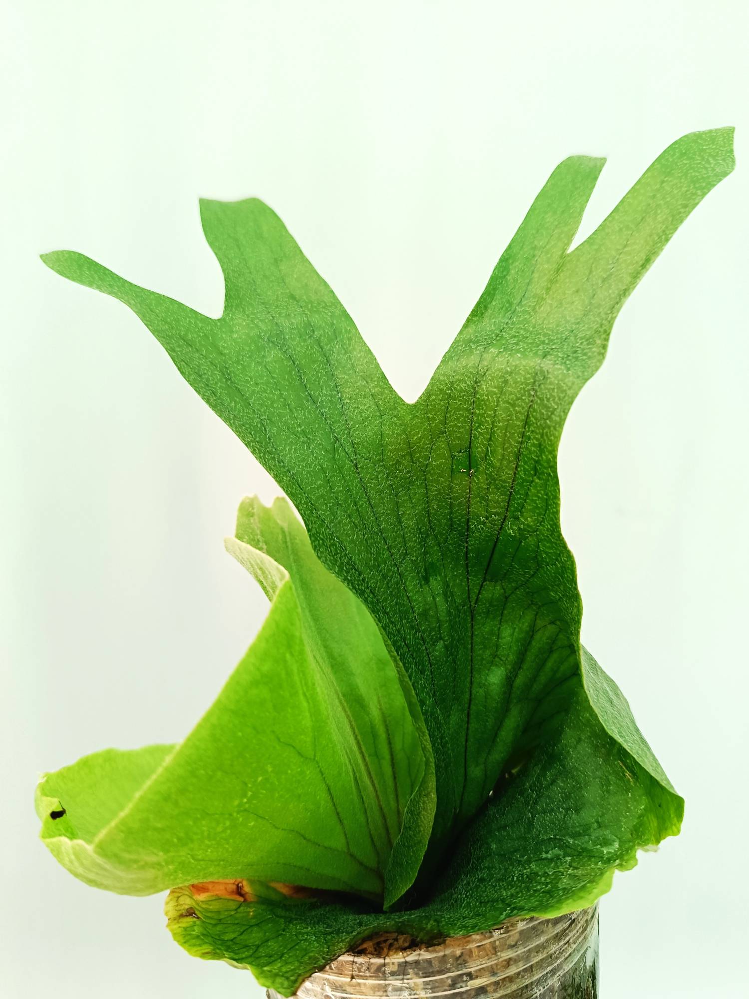 Platycerium Wandae | Welovetropicalplants