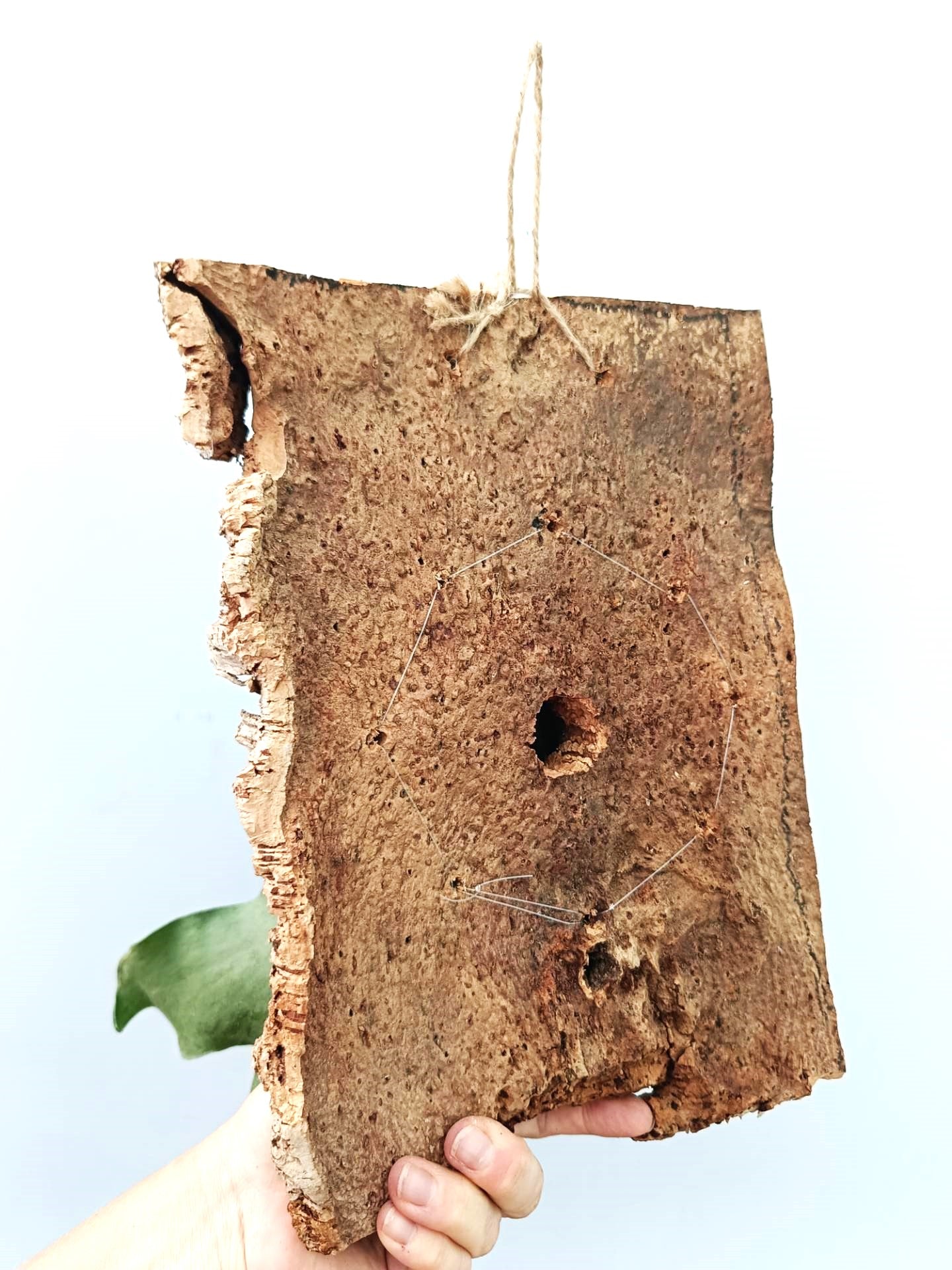 Platycerium Wandae x Veitchii