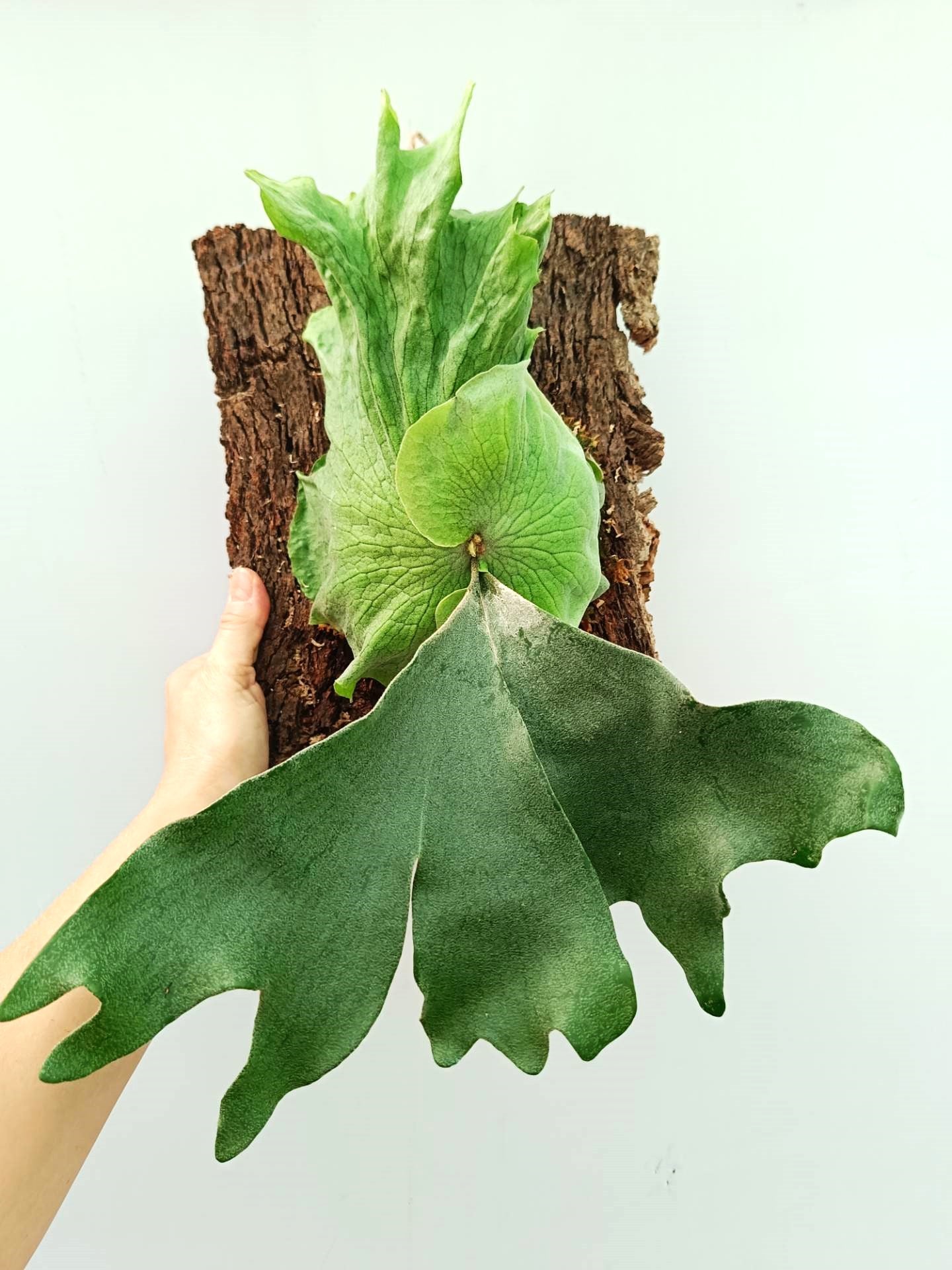 Platycerium Wandae x Veitchii