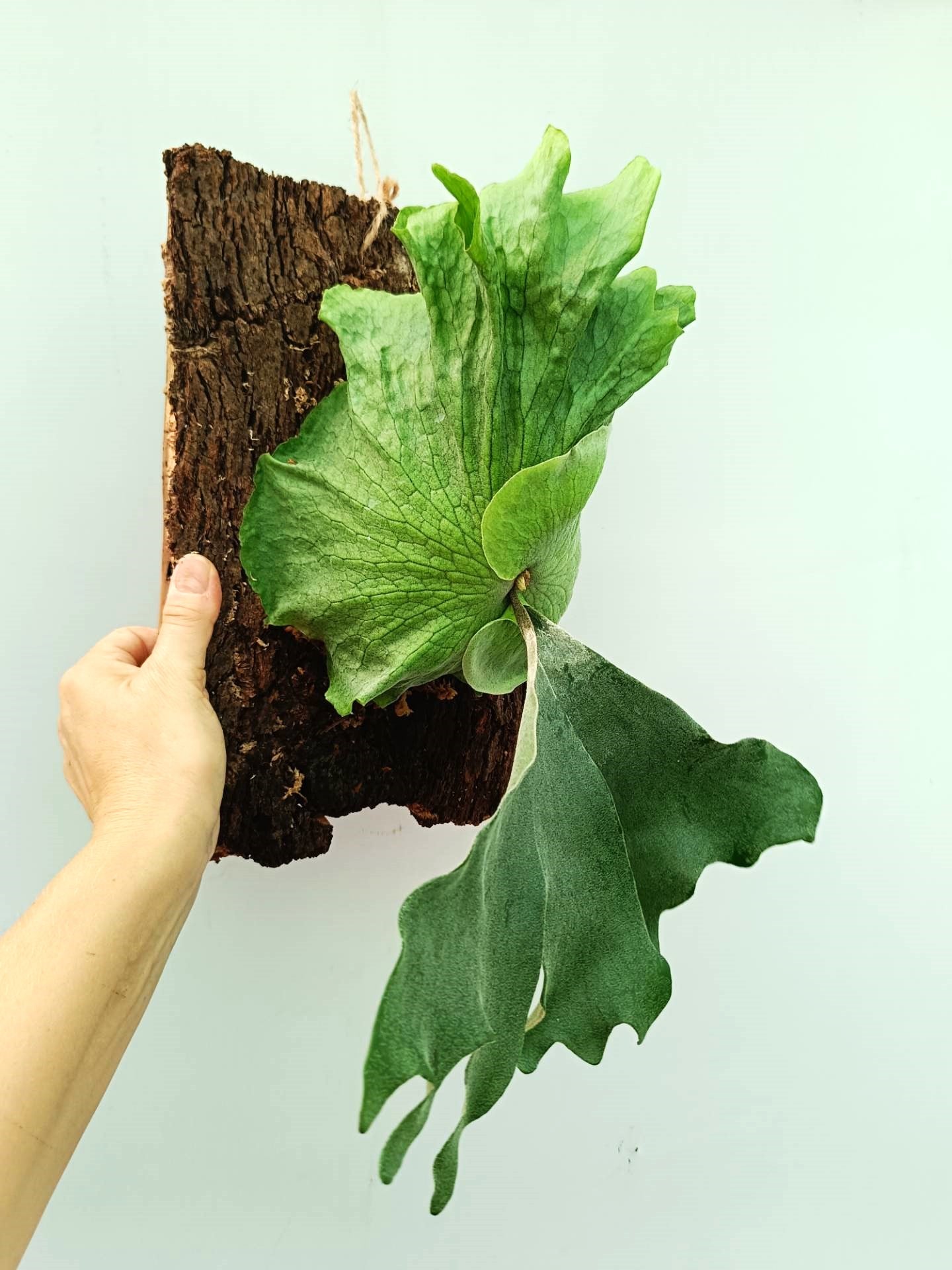 Platycerium Wandae x Veitchii