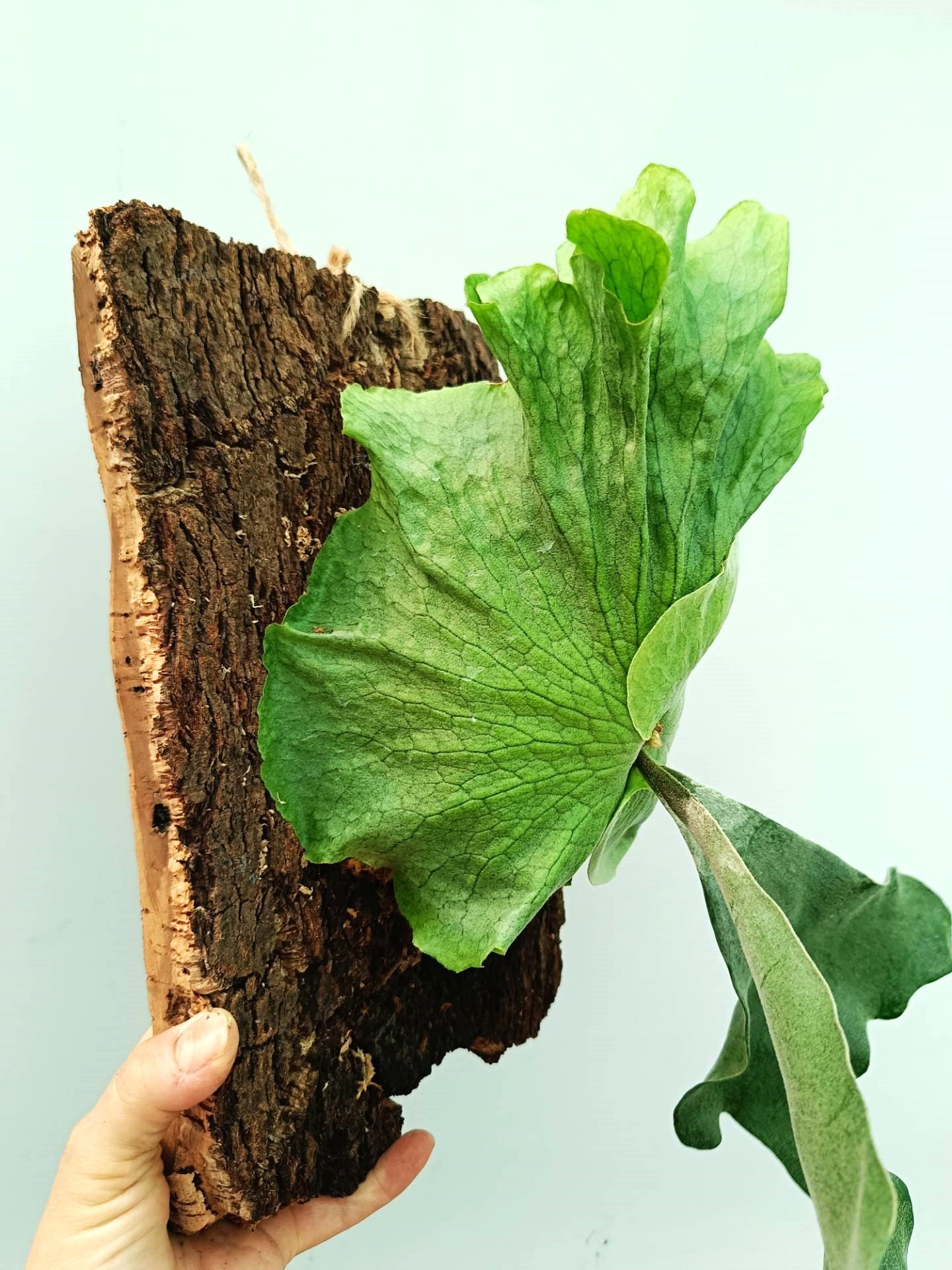 Platycerium Wandae x Veitchii