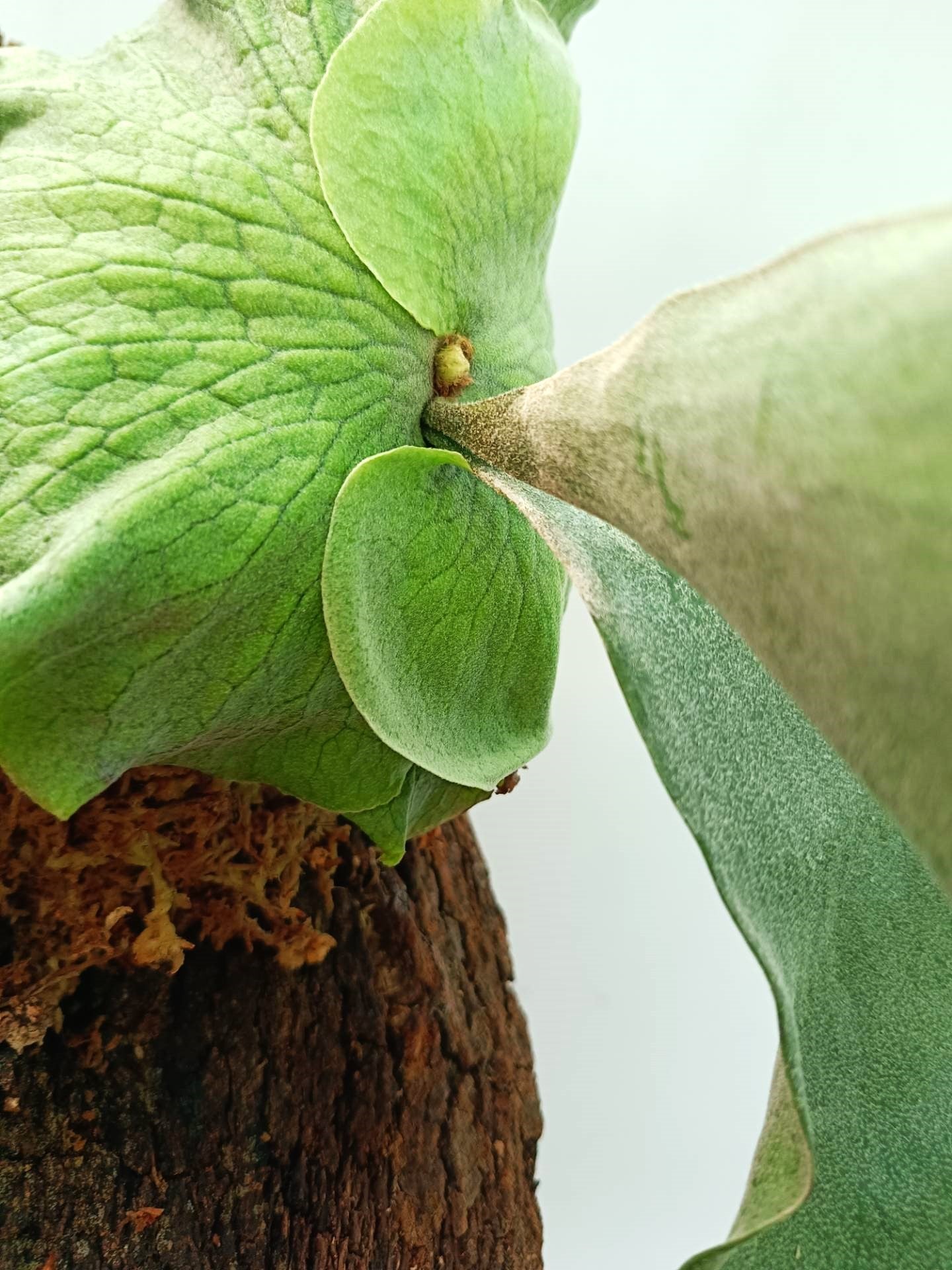 Platycerium Wandae x Veitchii