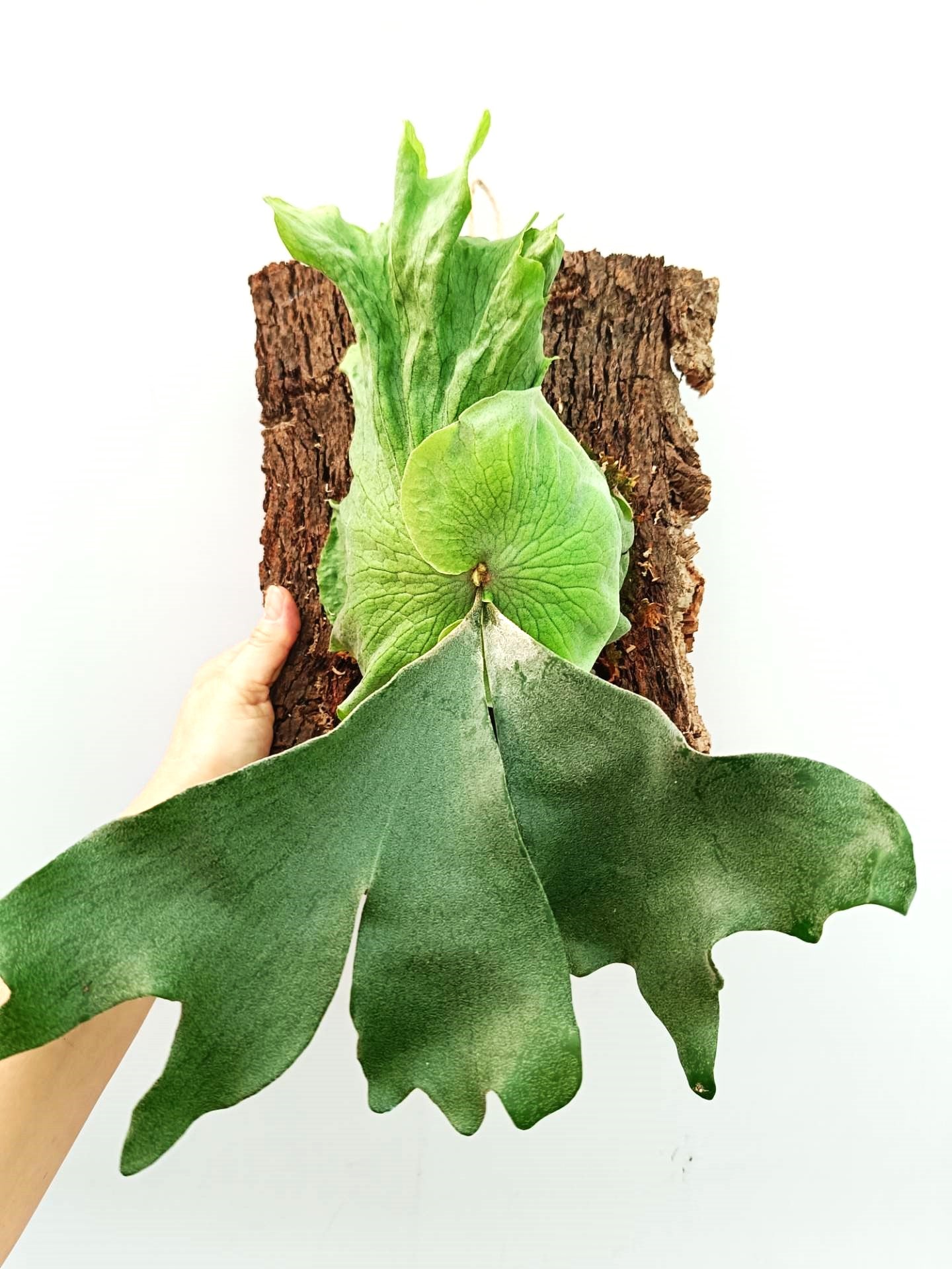 Platycerium Wandae x Veitchii