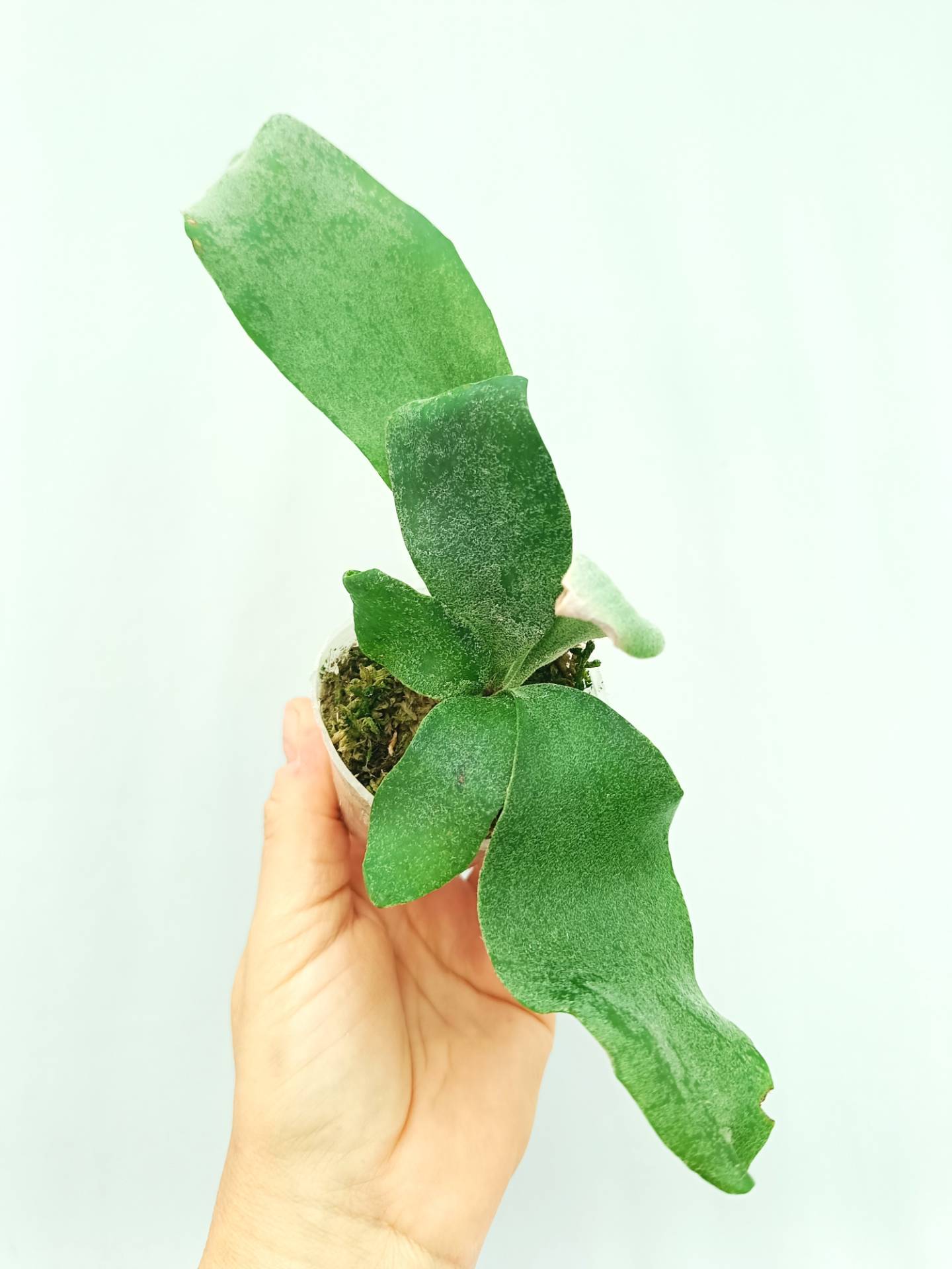 Platycerium Willinckii Pearl Queen