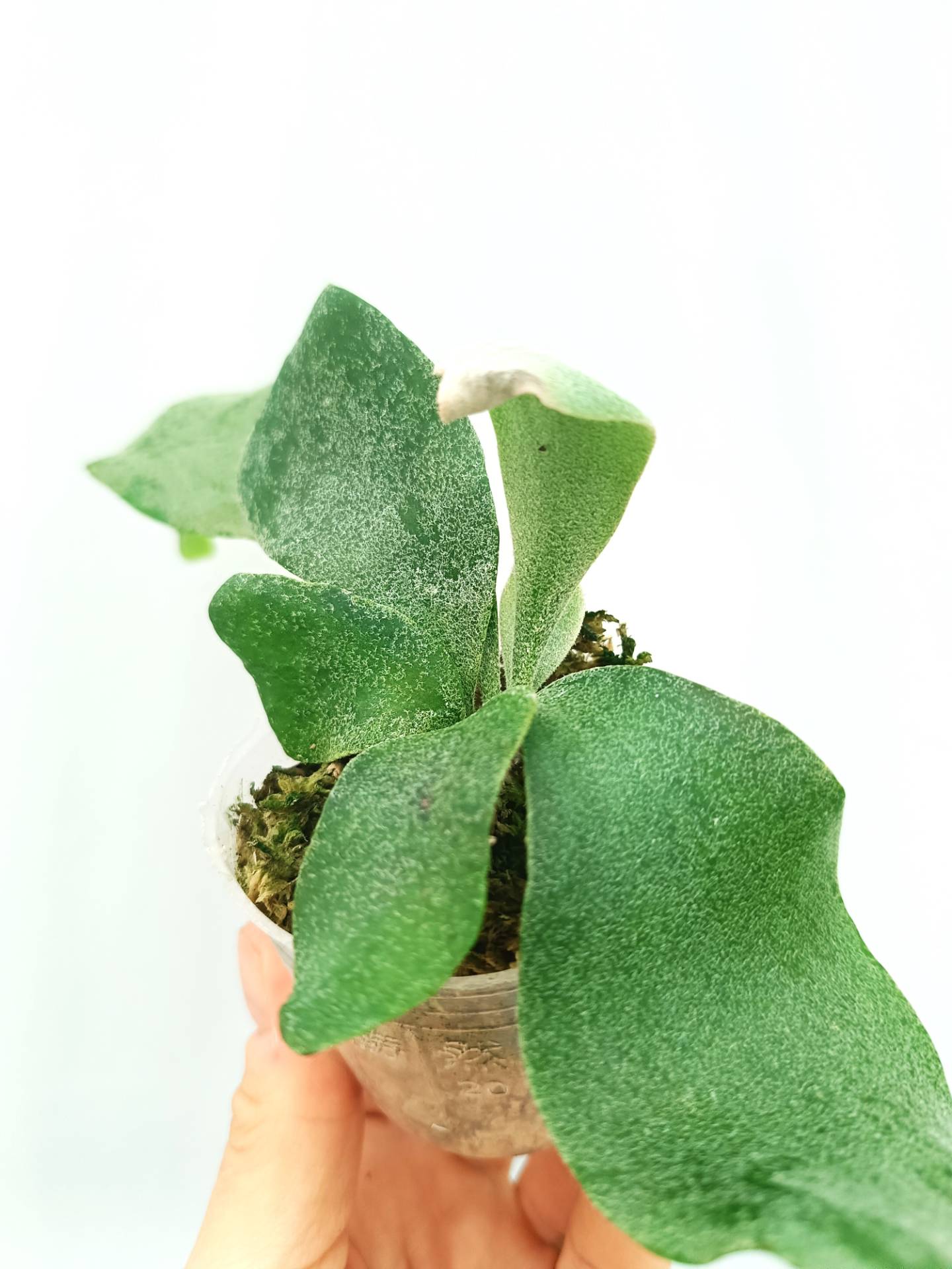 Platycerium Willinckii Pearl Queen