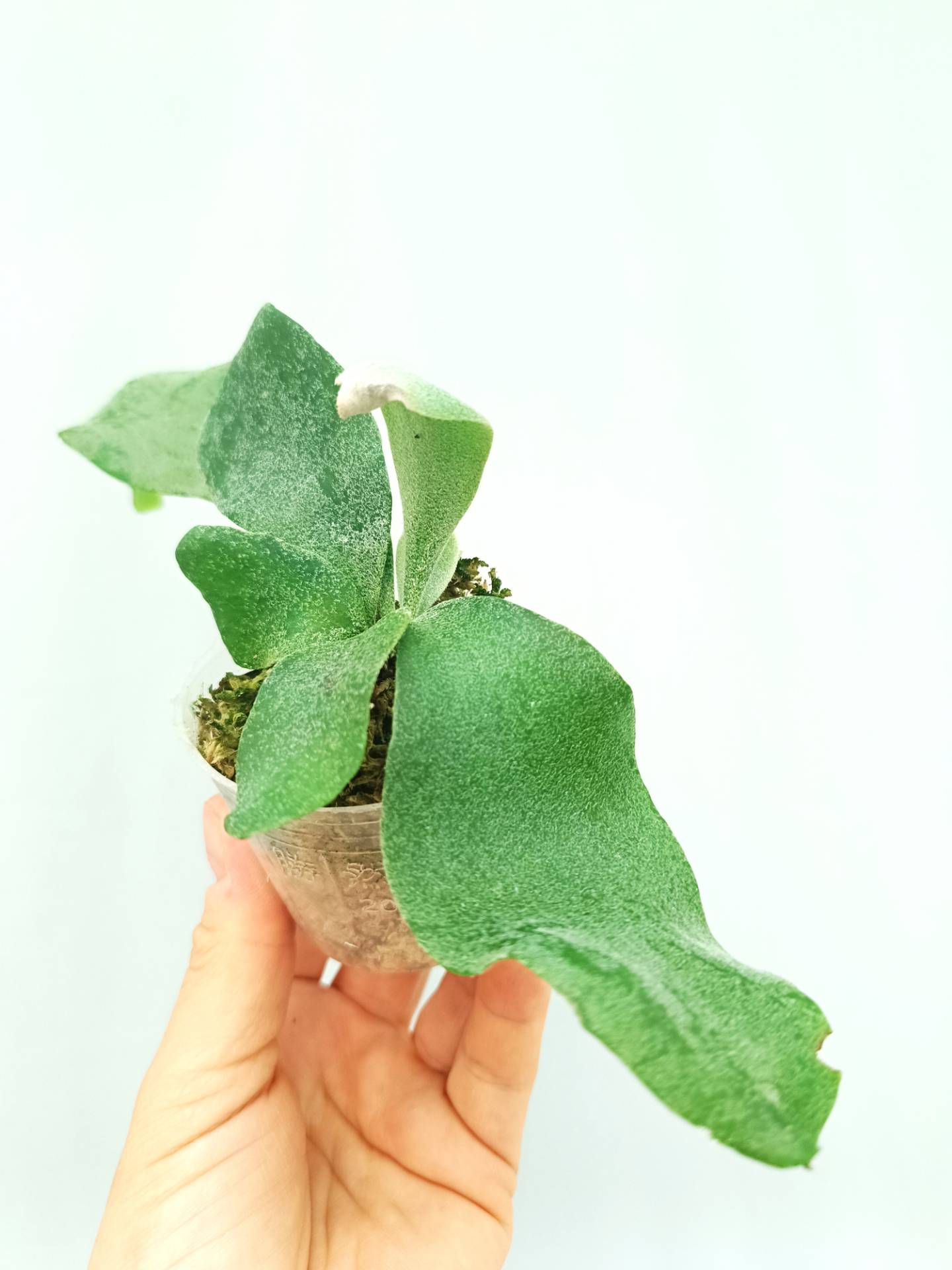 Platycerium Willinckii Pearl Queen