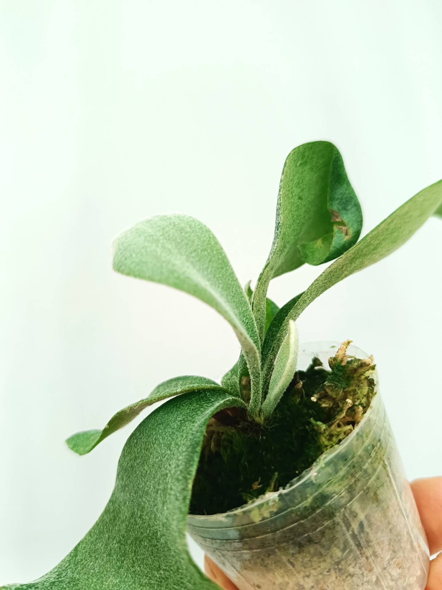 Platycerium Willinckii 'Pearl Queen' | Welovetropicalplants