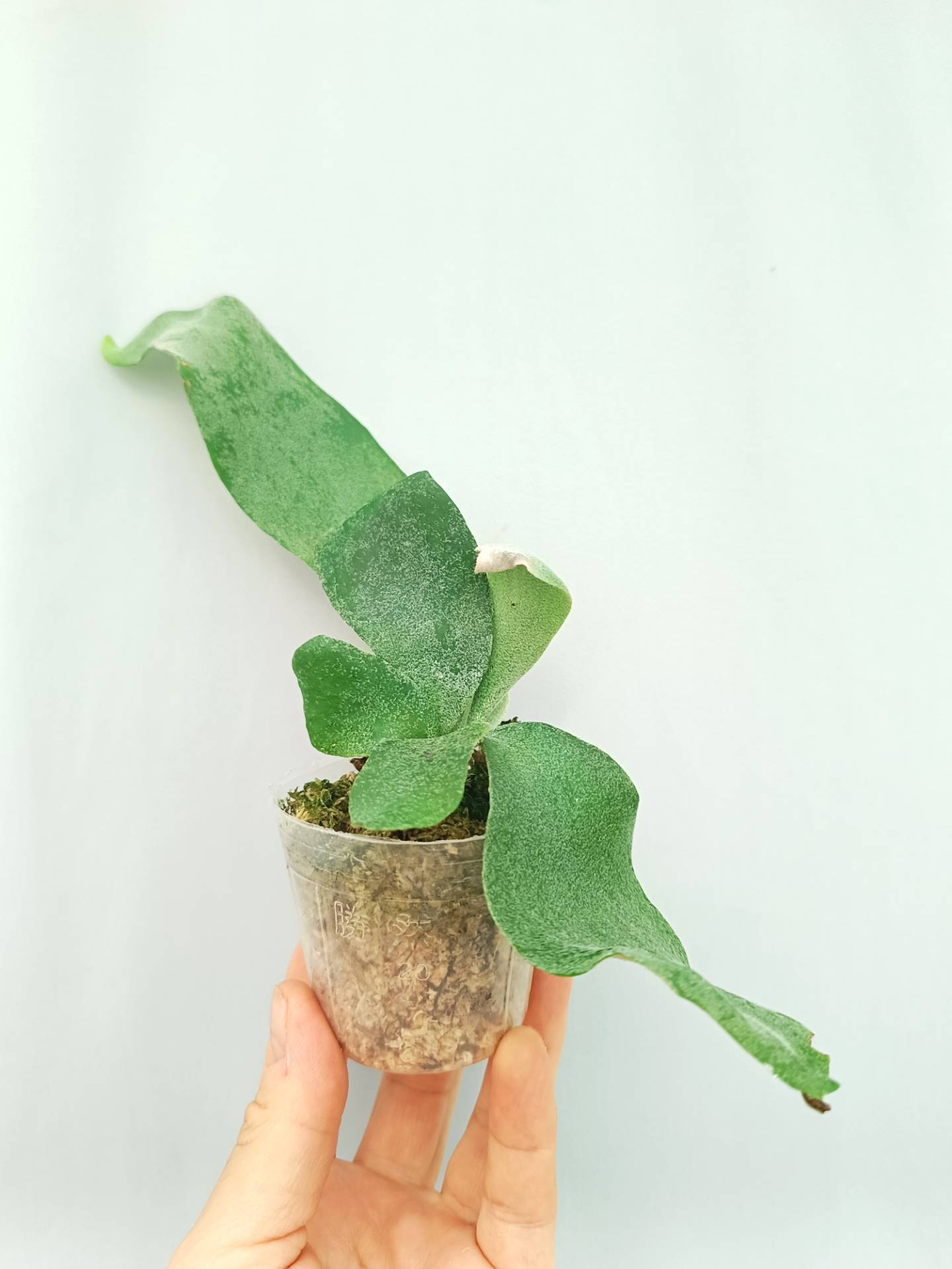 Platycerium Willinckii Pearl Queen