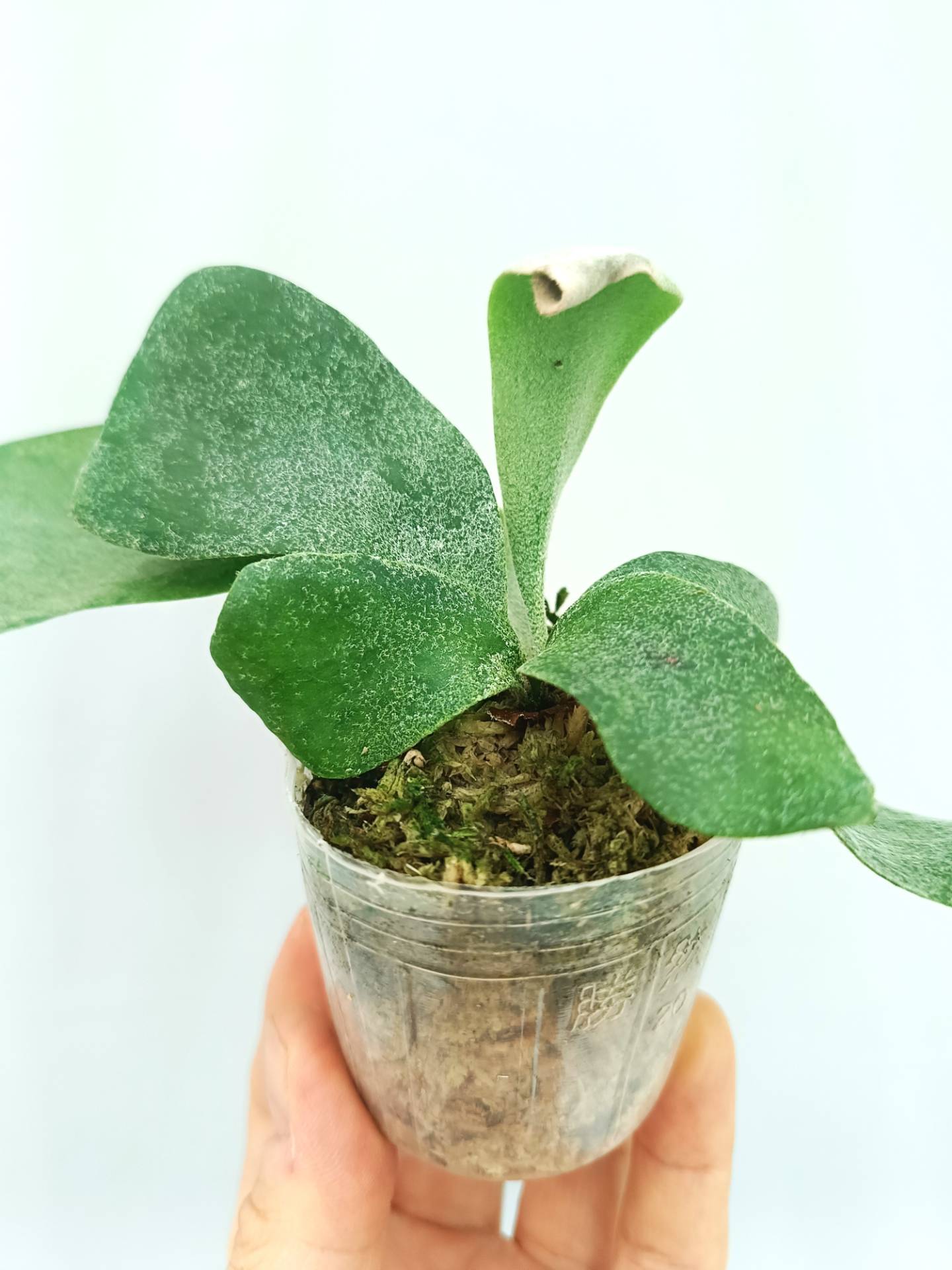 Platycerium Willinckii Pearl Queen