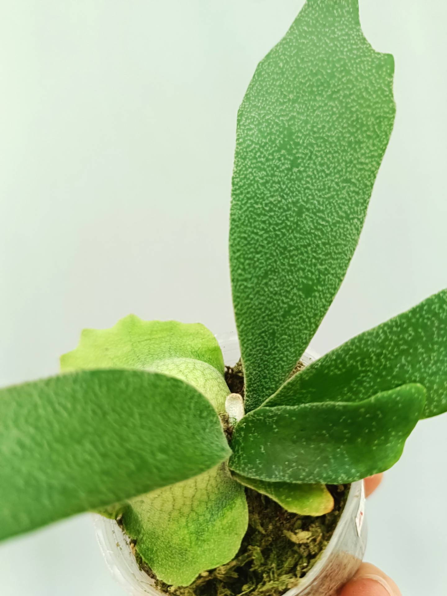 willinckii　no name P. Willinckii Spore Dwarf Select - Rare Platycerium – HCorchids