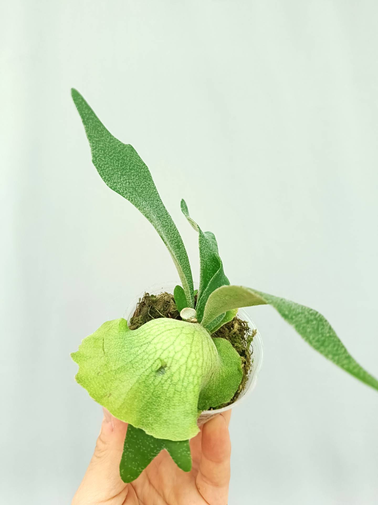 Platycerium Willinckii 'Little Lanna'