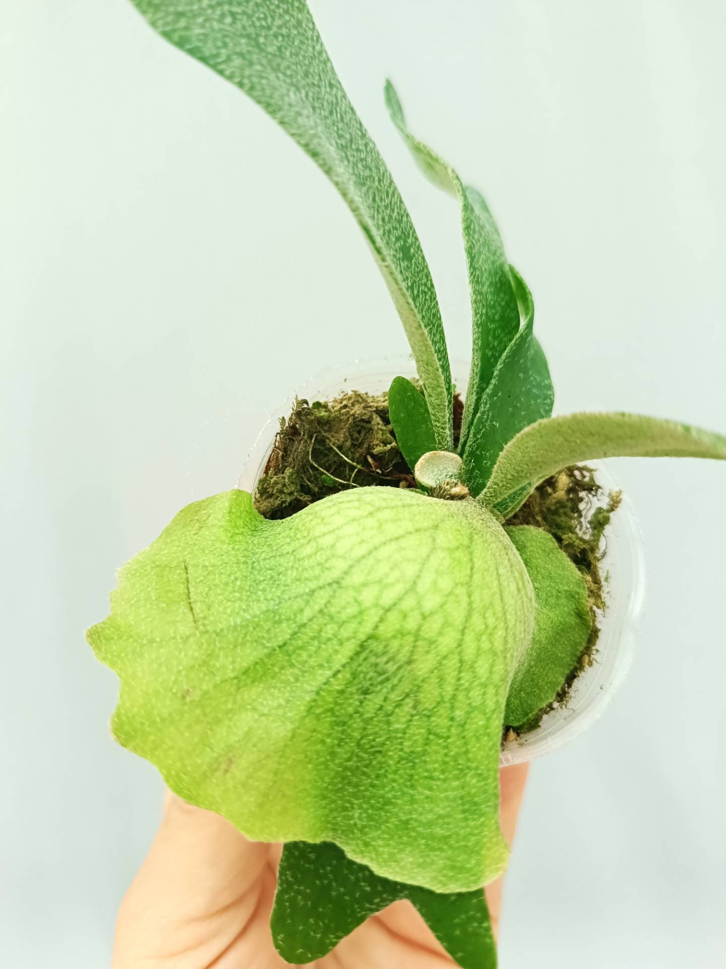 Platycerium Willinckii 'Little Lanna'