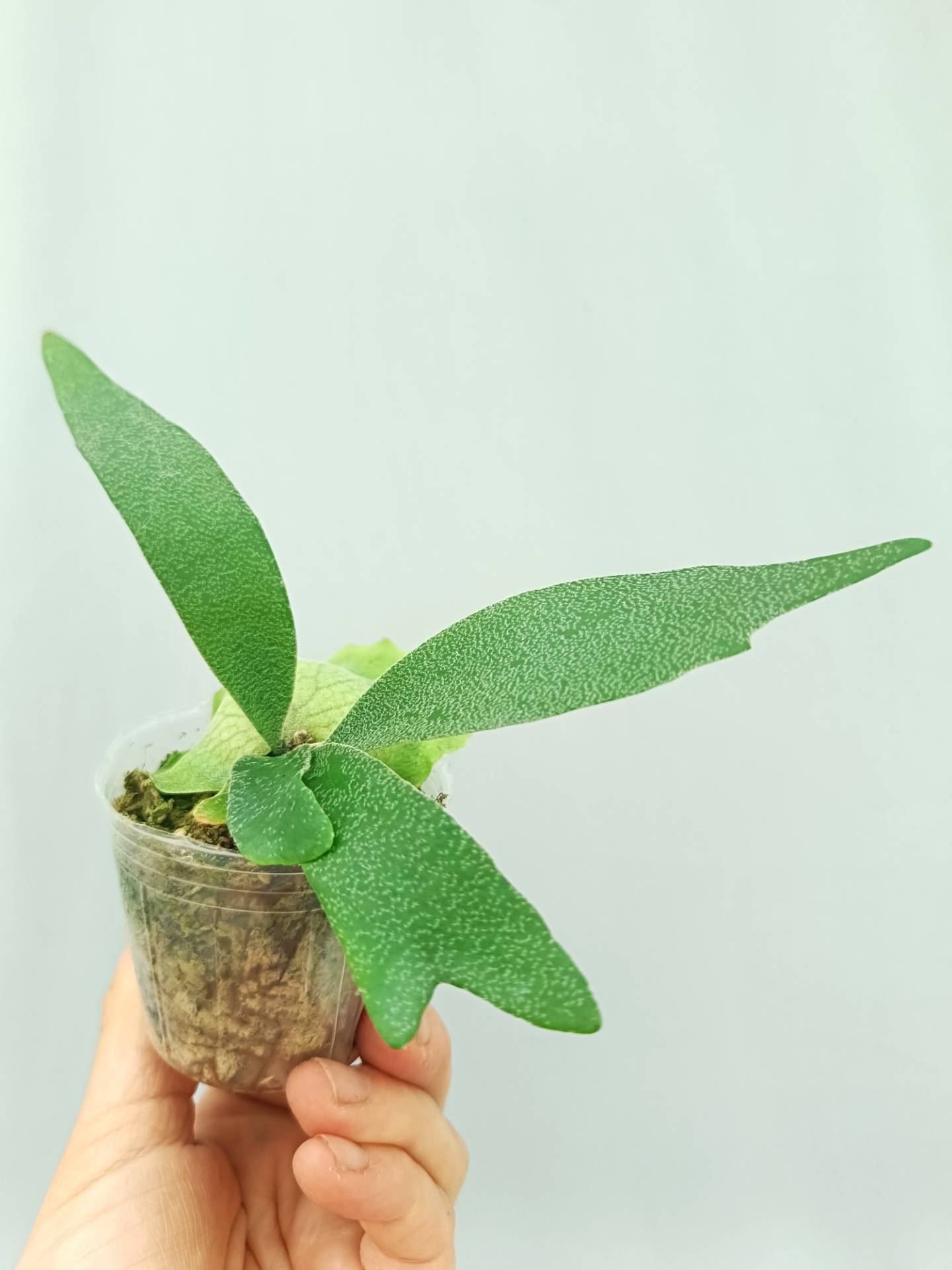 Platycerium Willinckii 'Little Lanna'