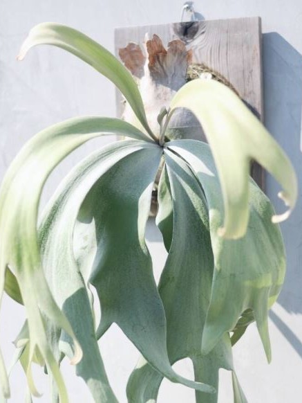 Platycerium Willinckii Pearl Queen