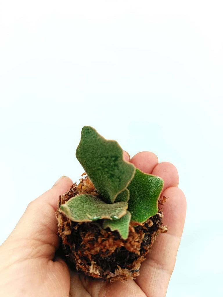 Platycerium willinckii 'Bacteria' small