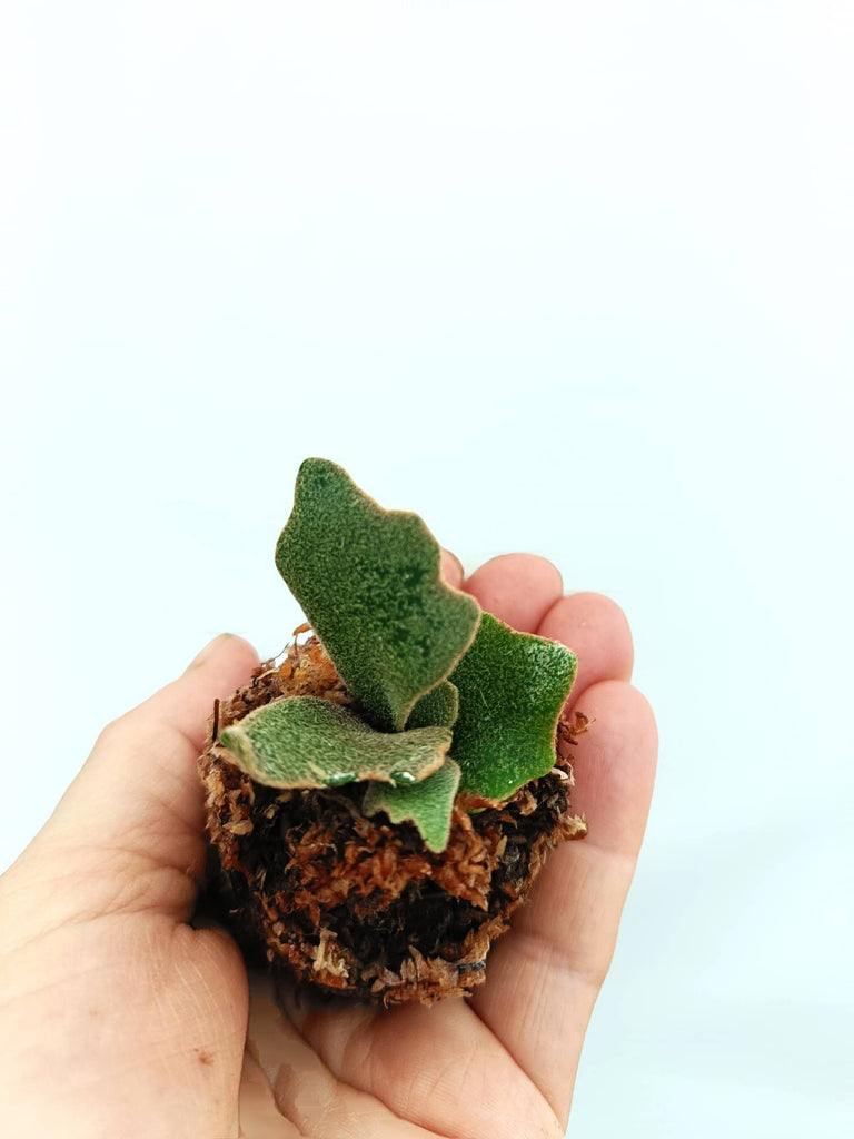 Platycerium willinckii 'Bacteria' small