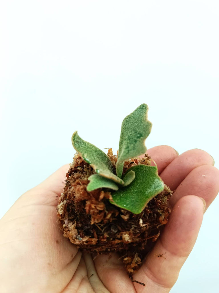 Platycerium willinckii 'Bacteria' small