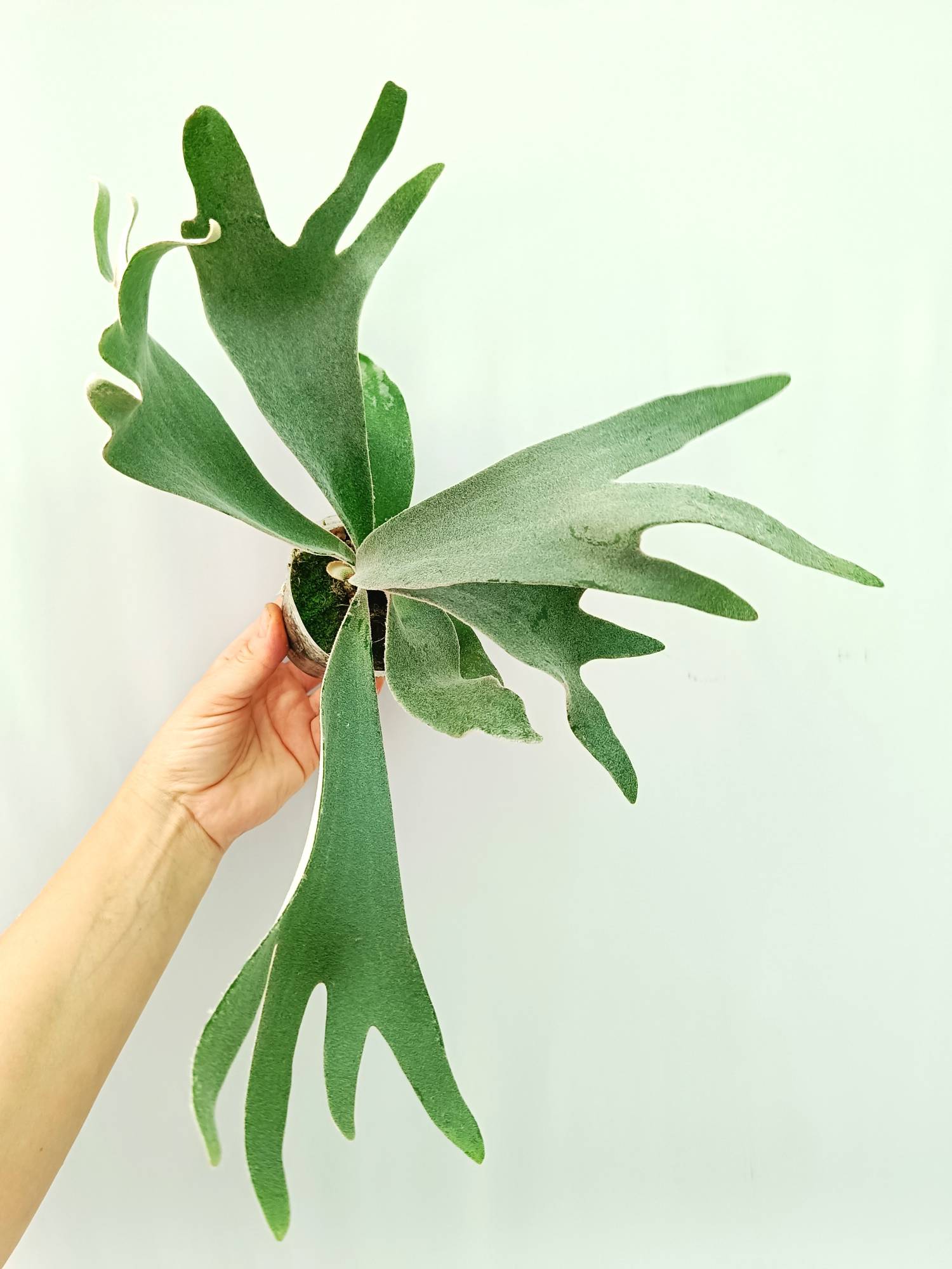 Platycerium Willinckii 'Celso'