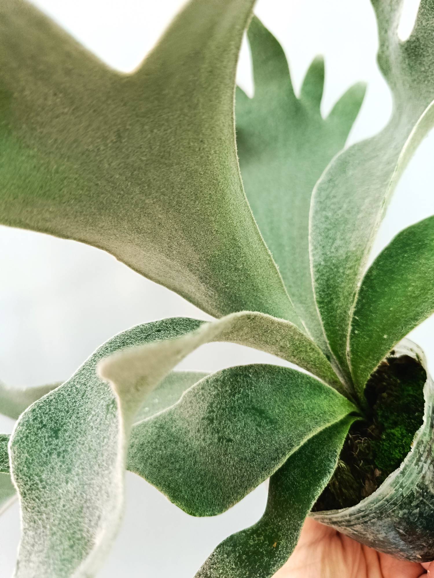 Platycerium Willinckii 'Celso'