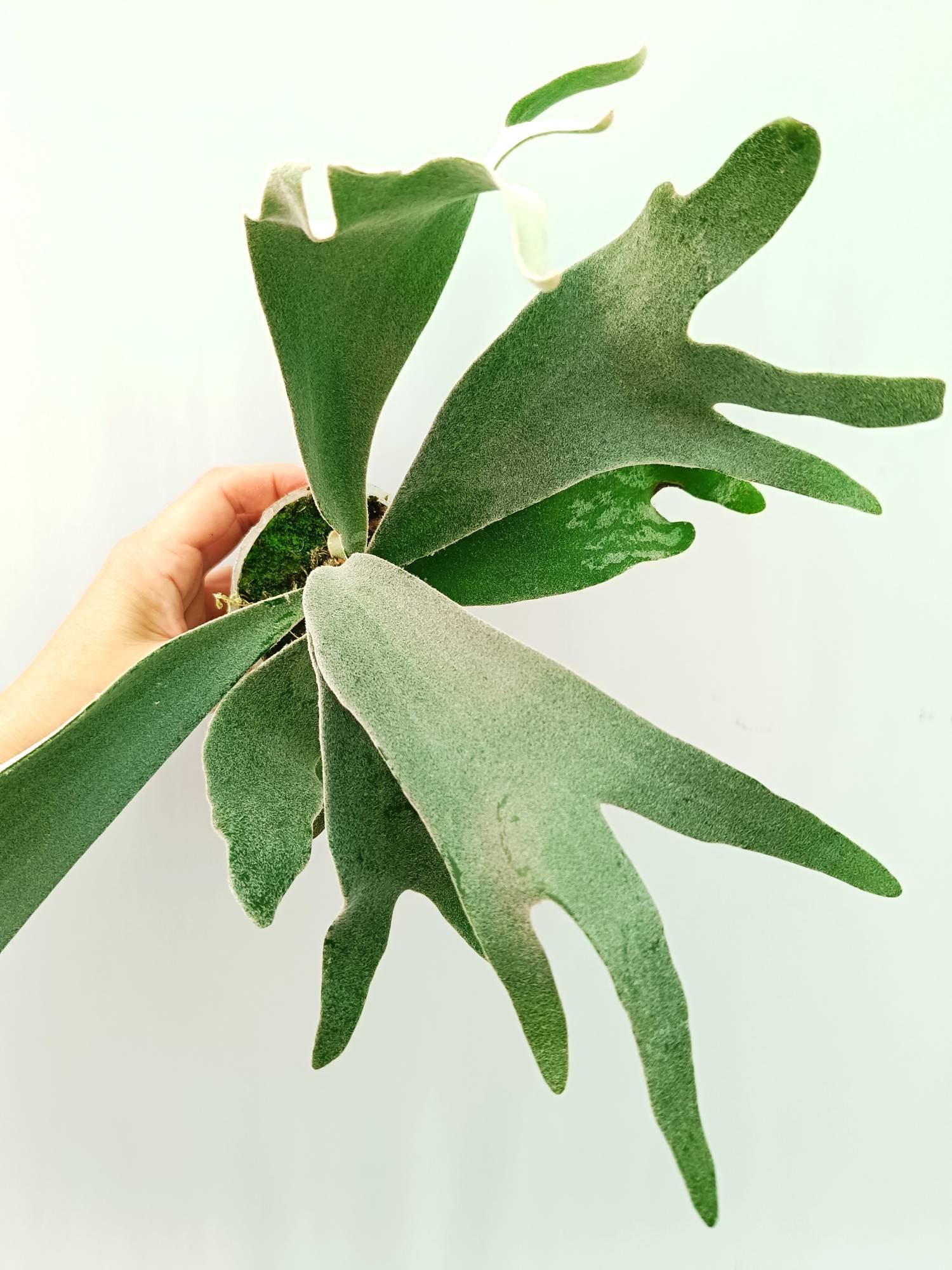 Platycerium Willinckii 'Celso'