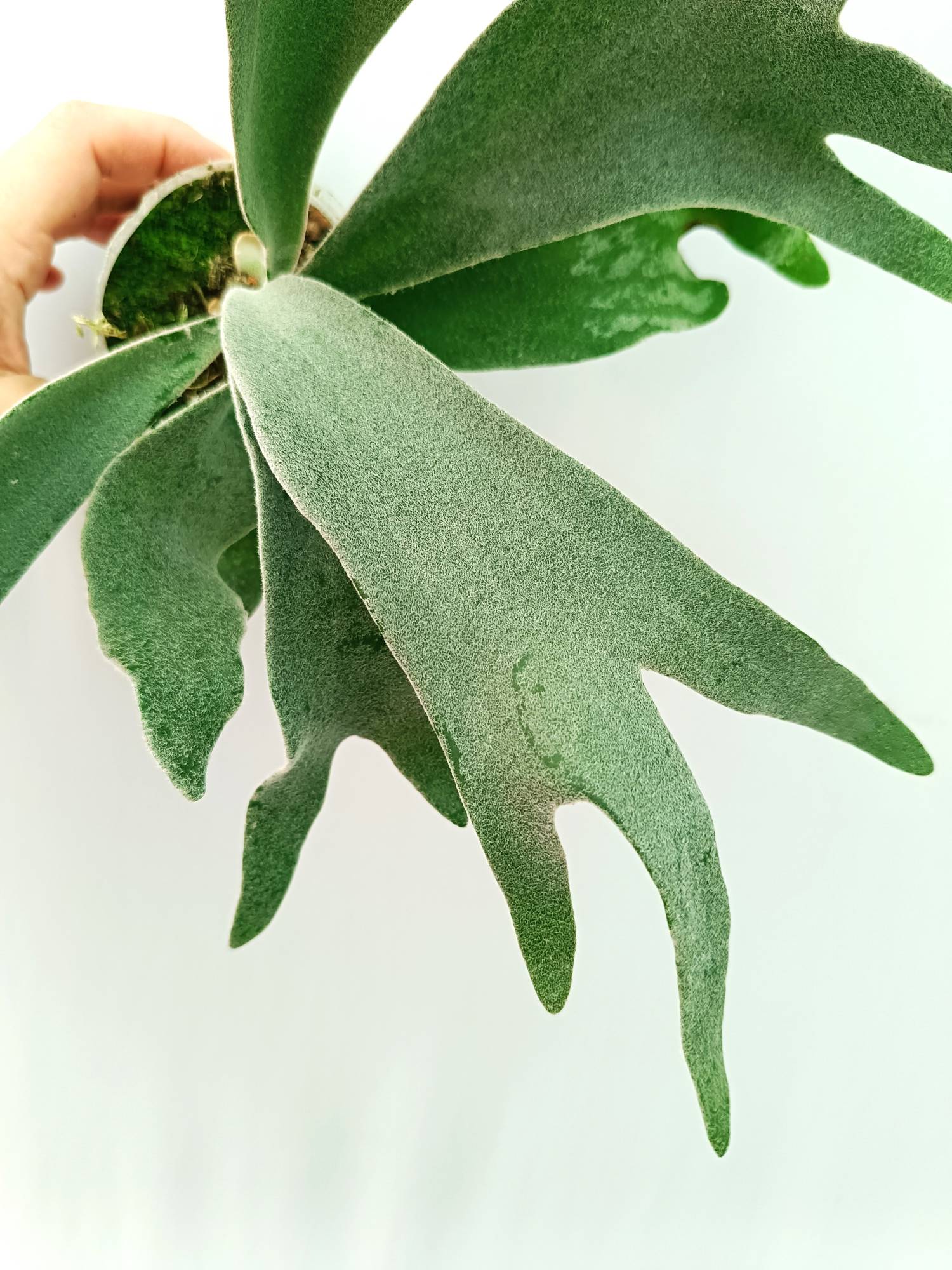 Platycerium Willinckii 'Celso'