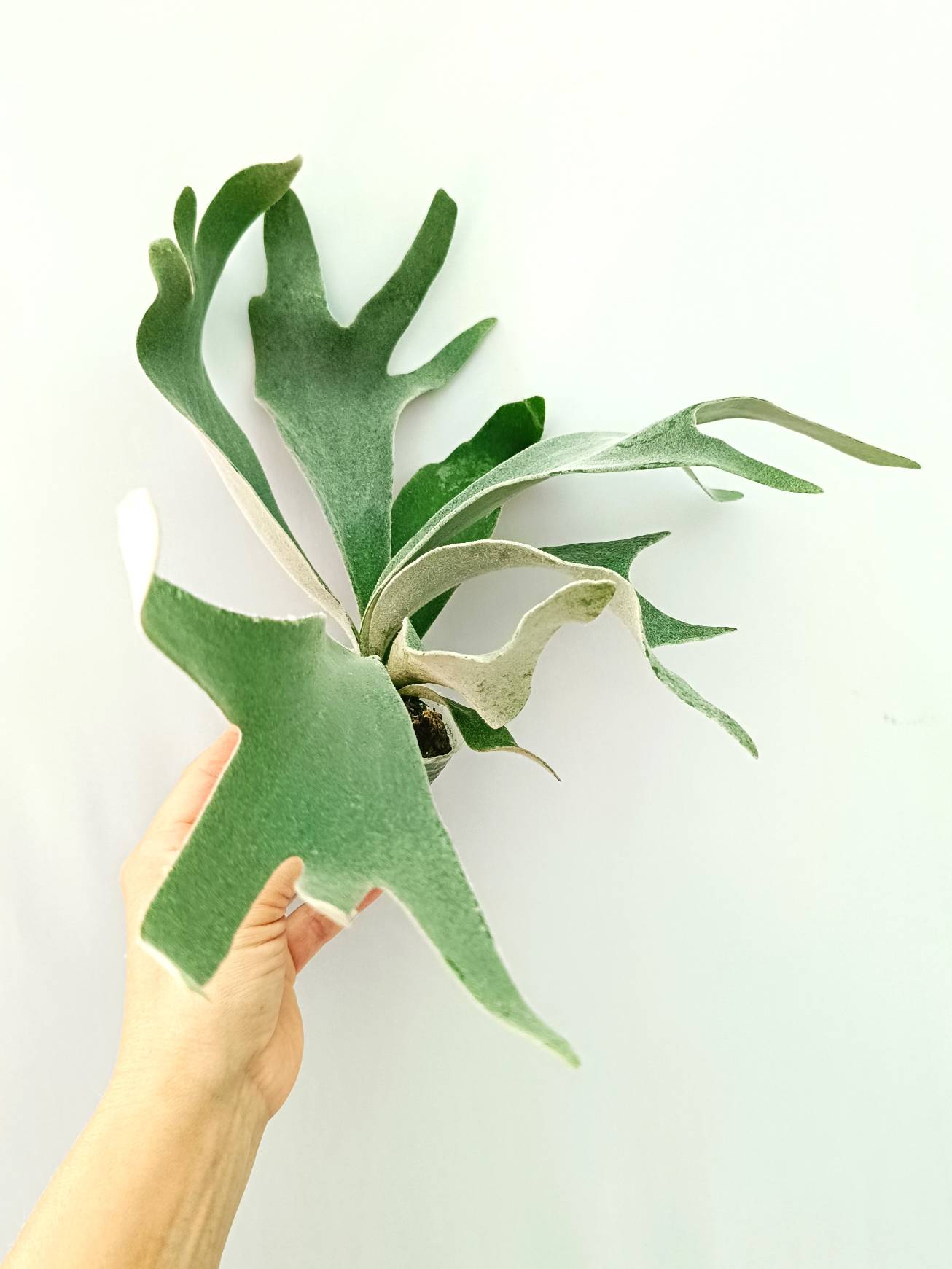 Platycerium Willinckii 'Celso'