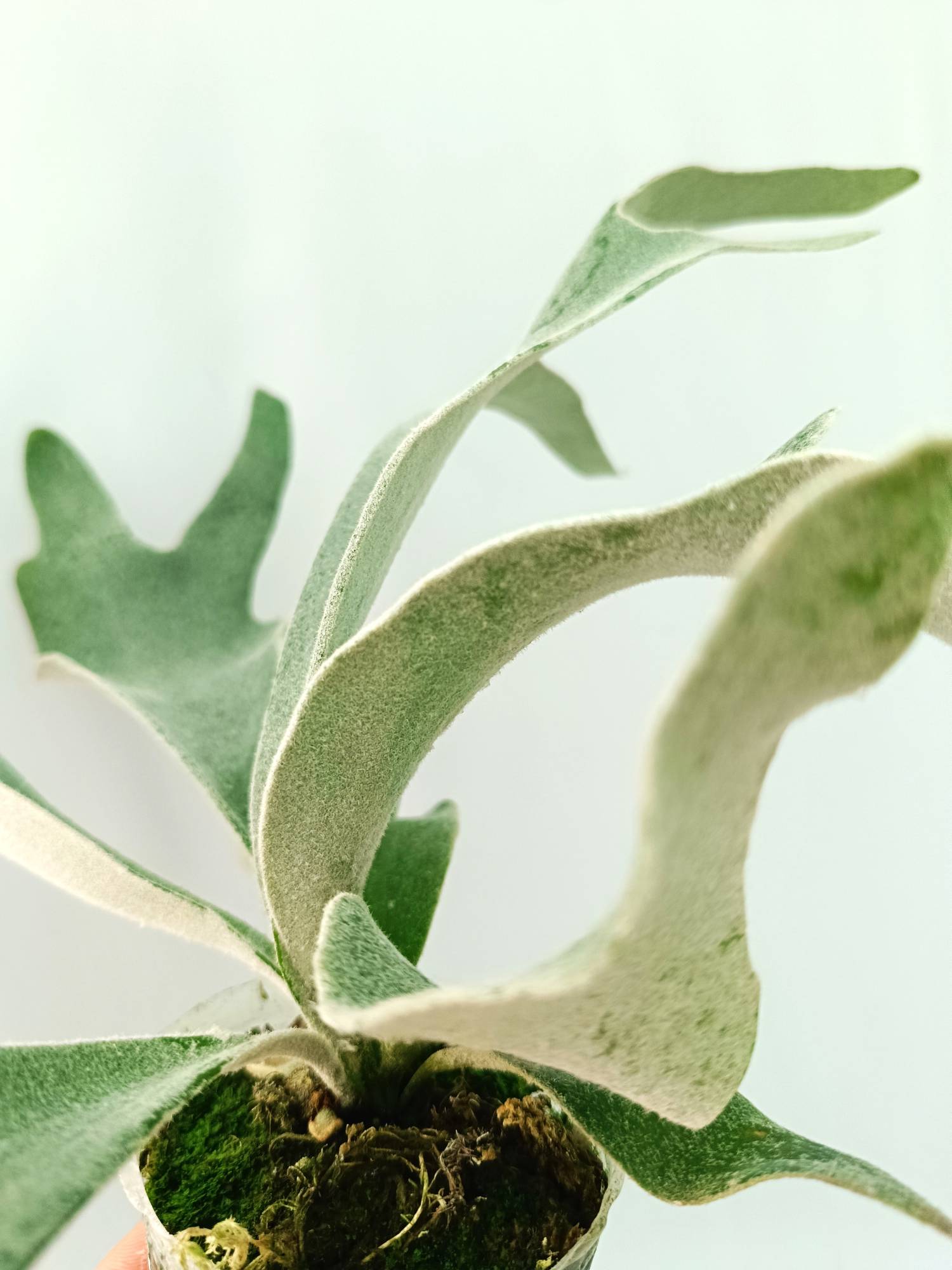 Platycerium Willinckii 'Celso'