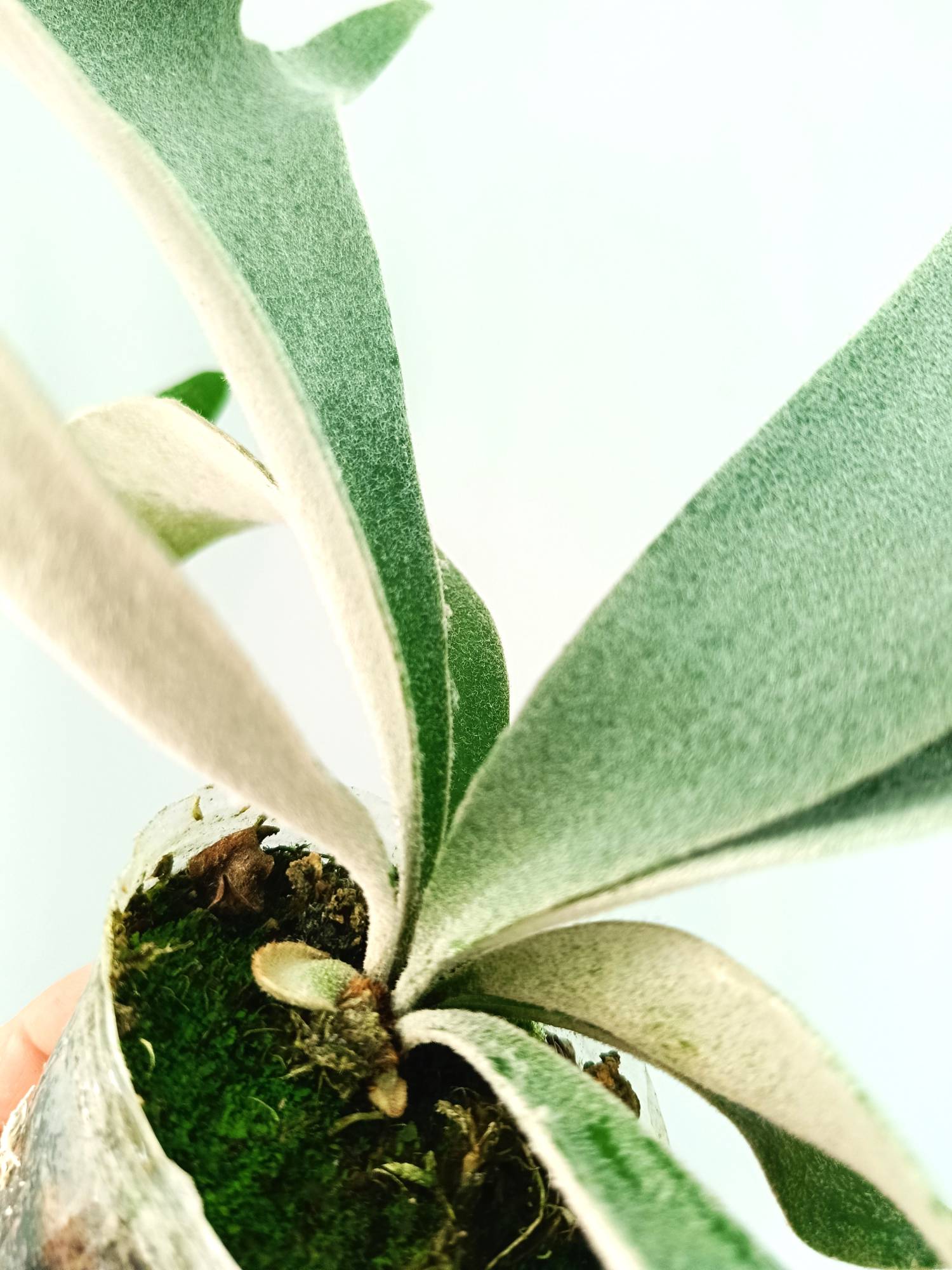 Platycerium Willinckii 'Celso'