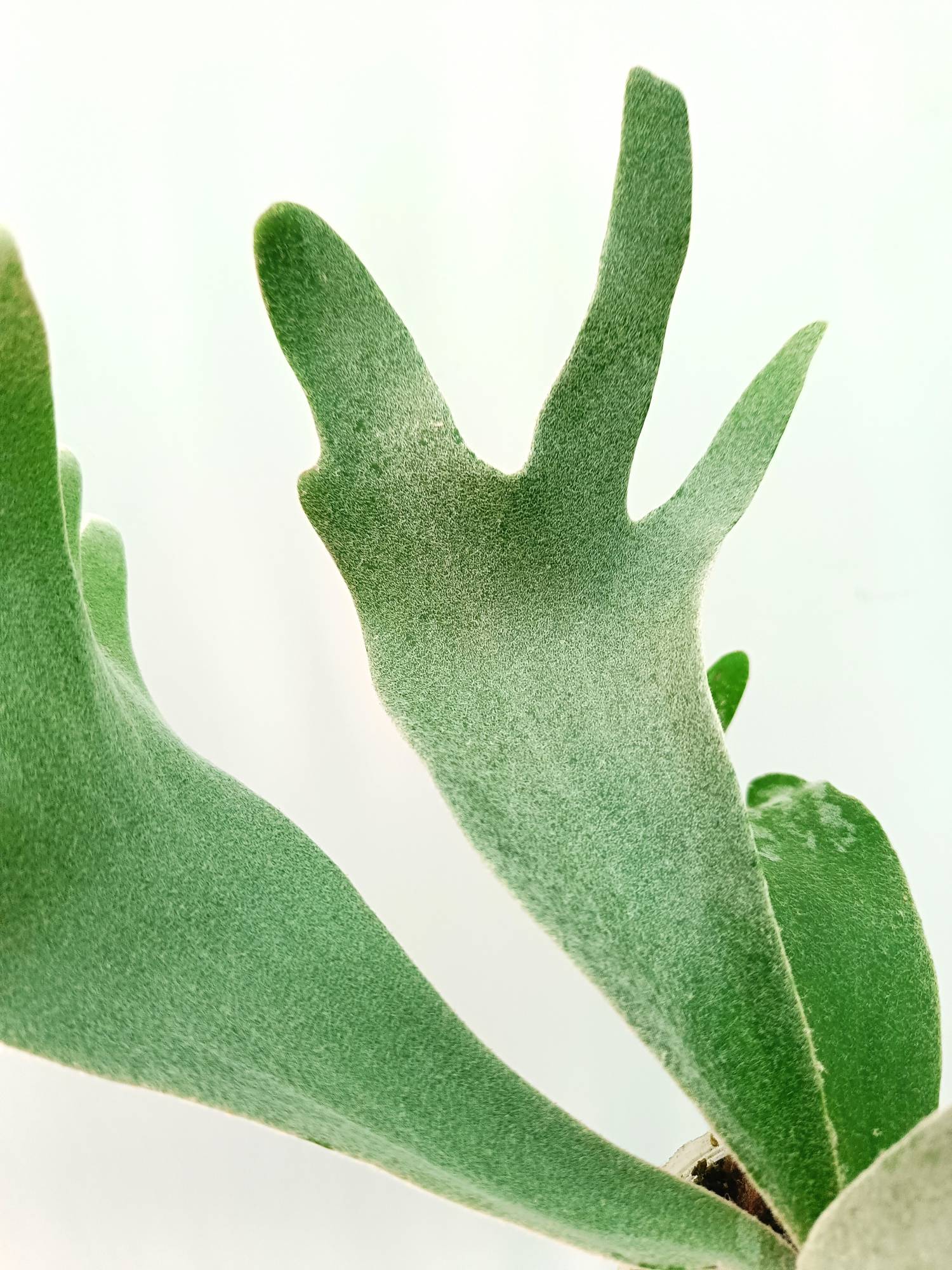 Platycerium Willinckii 'Celso'