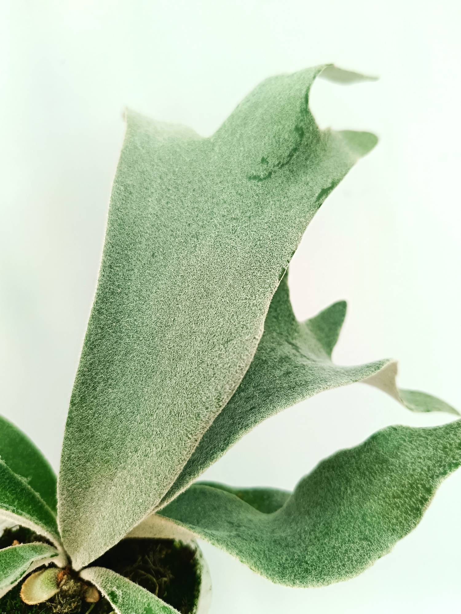 Platycerium Willinckii 'Celso'