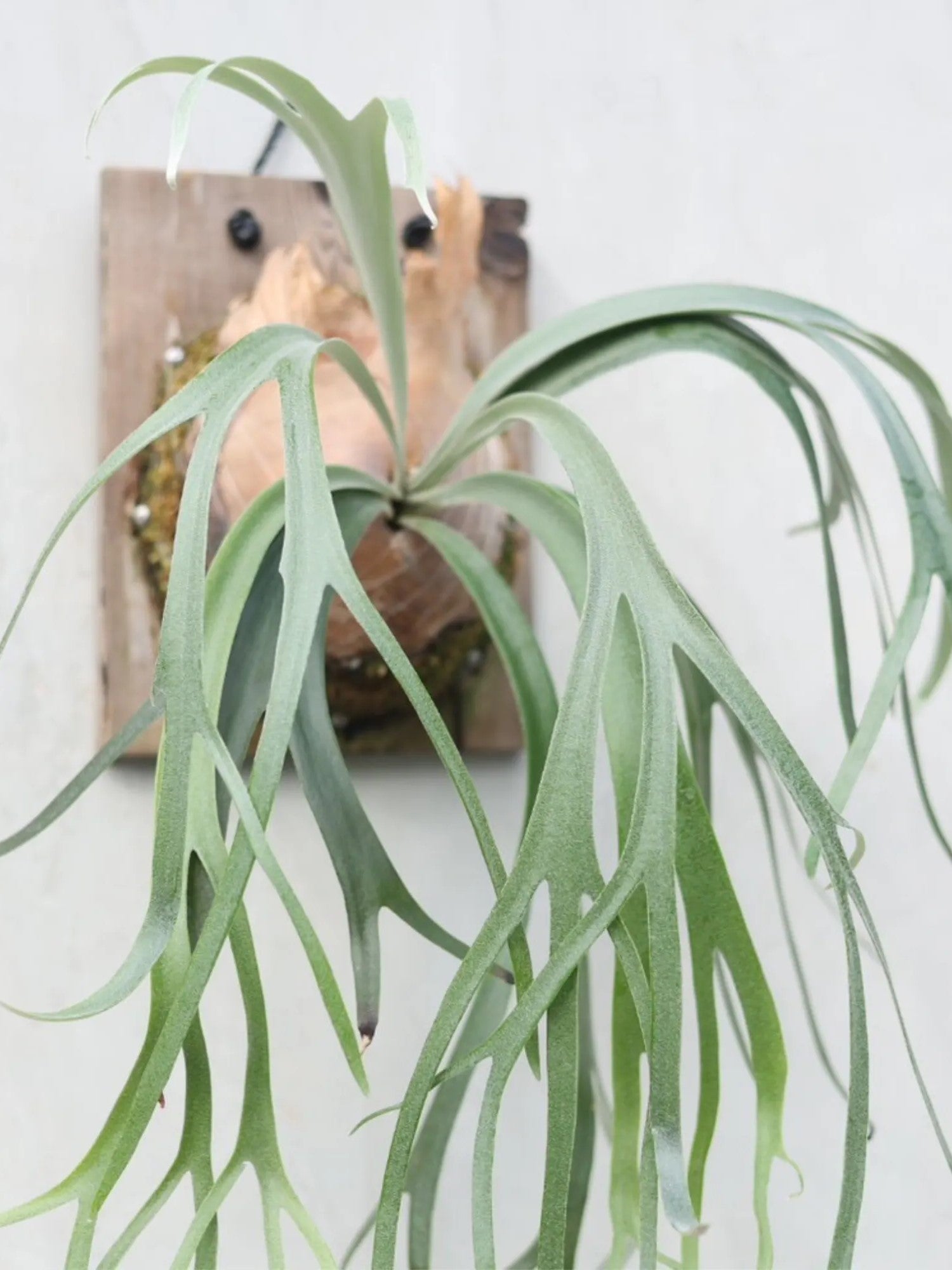 Platycerium Willinckii &#39;Little Lanna&#39;