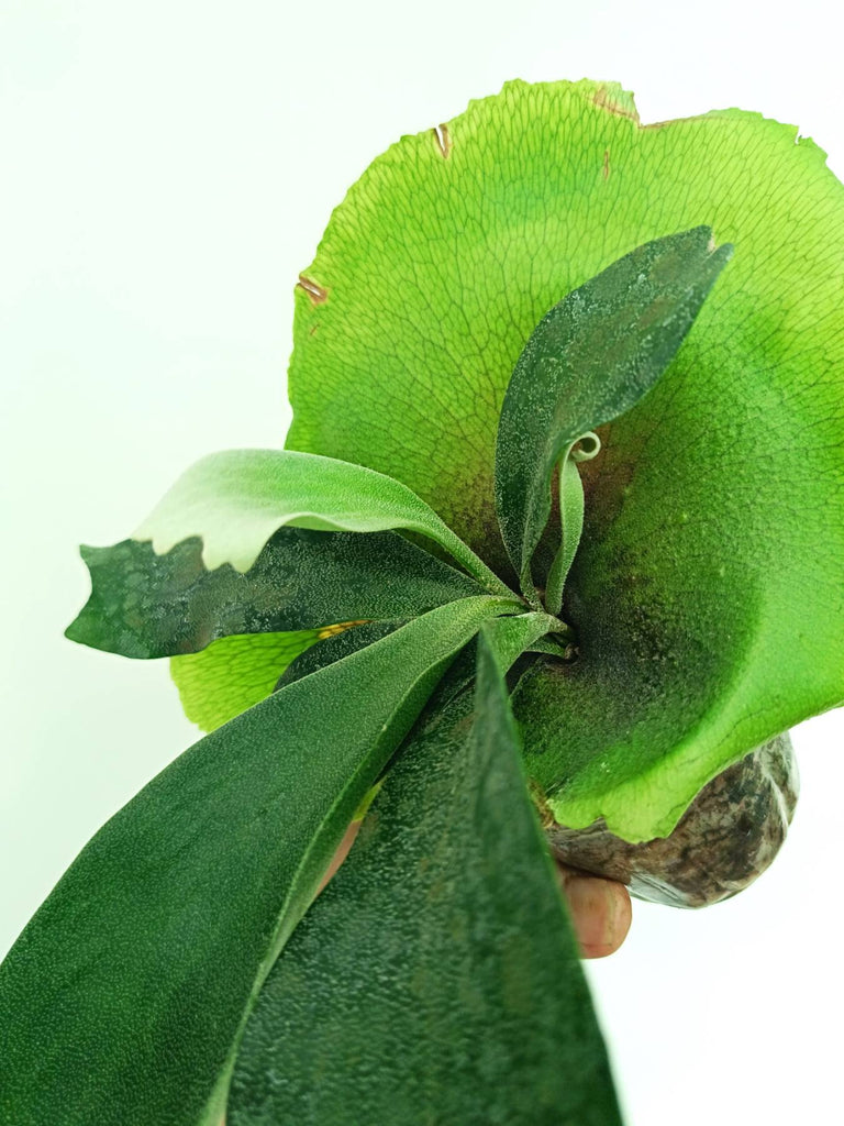 Platycerium unknown hybrid FongSiQiQQ